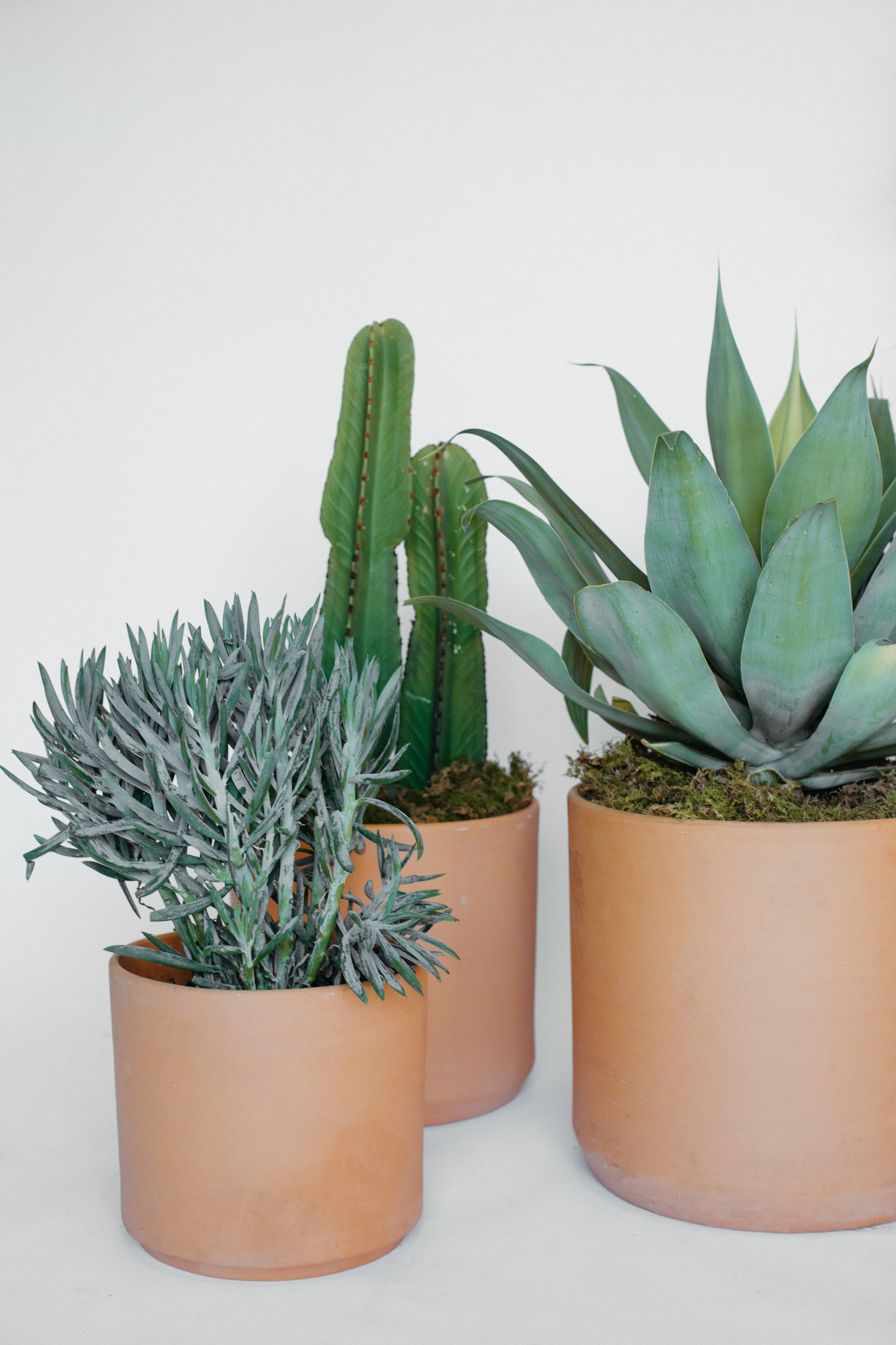 Terra Cotta plant styling by The Plant Library.