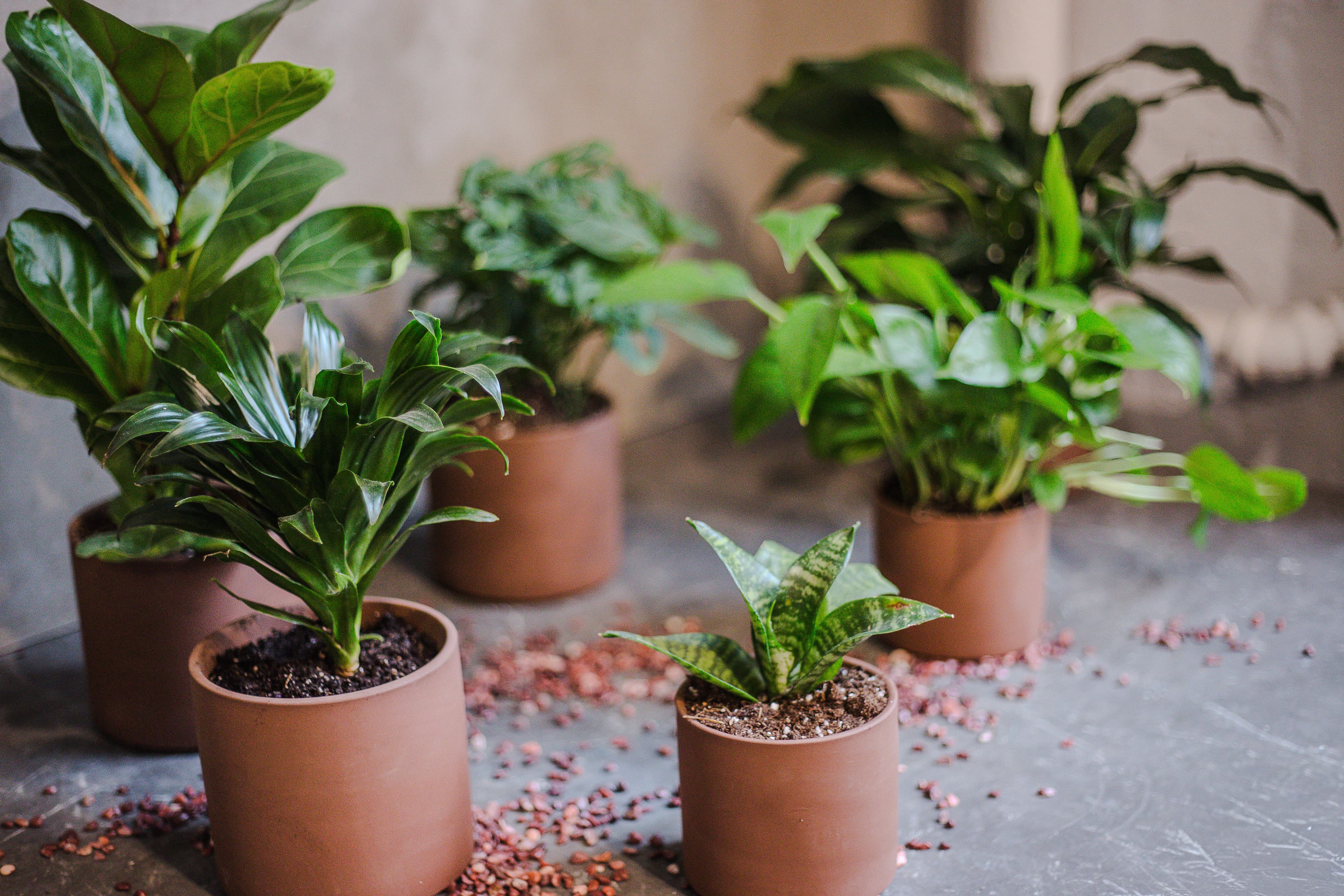 Terra Cotta plant styling by The Plant Library.