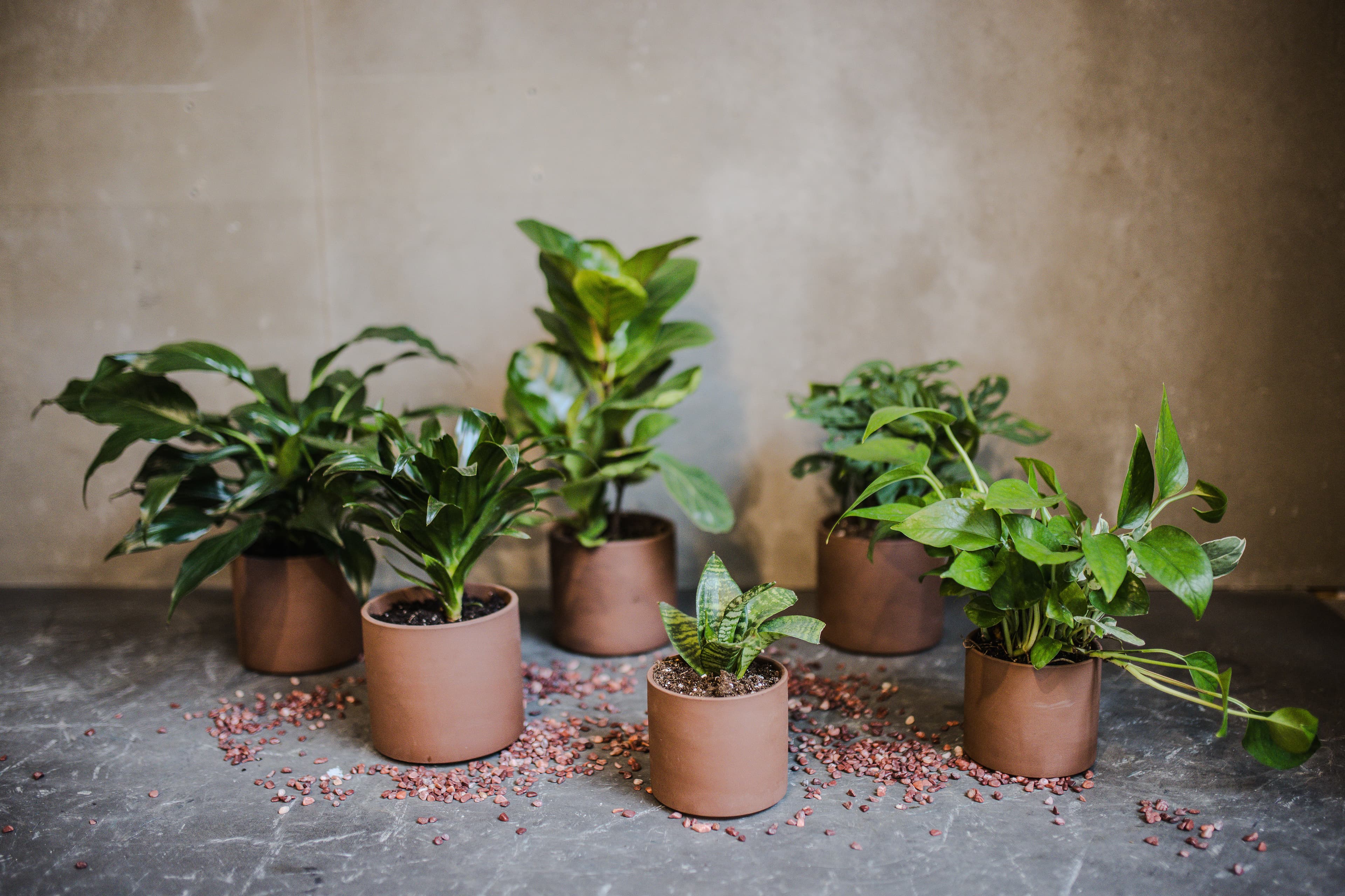 Terra Cotta plant styling by The Plant Library.