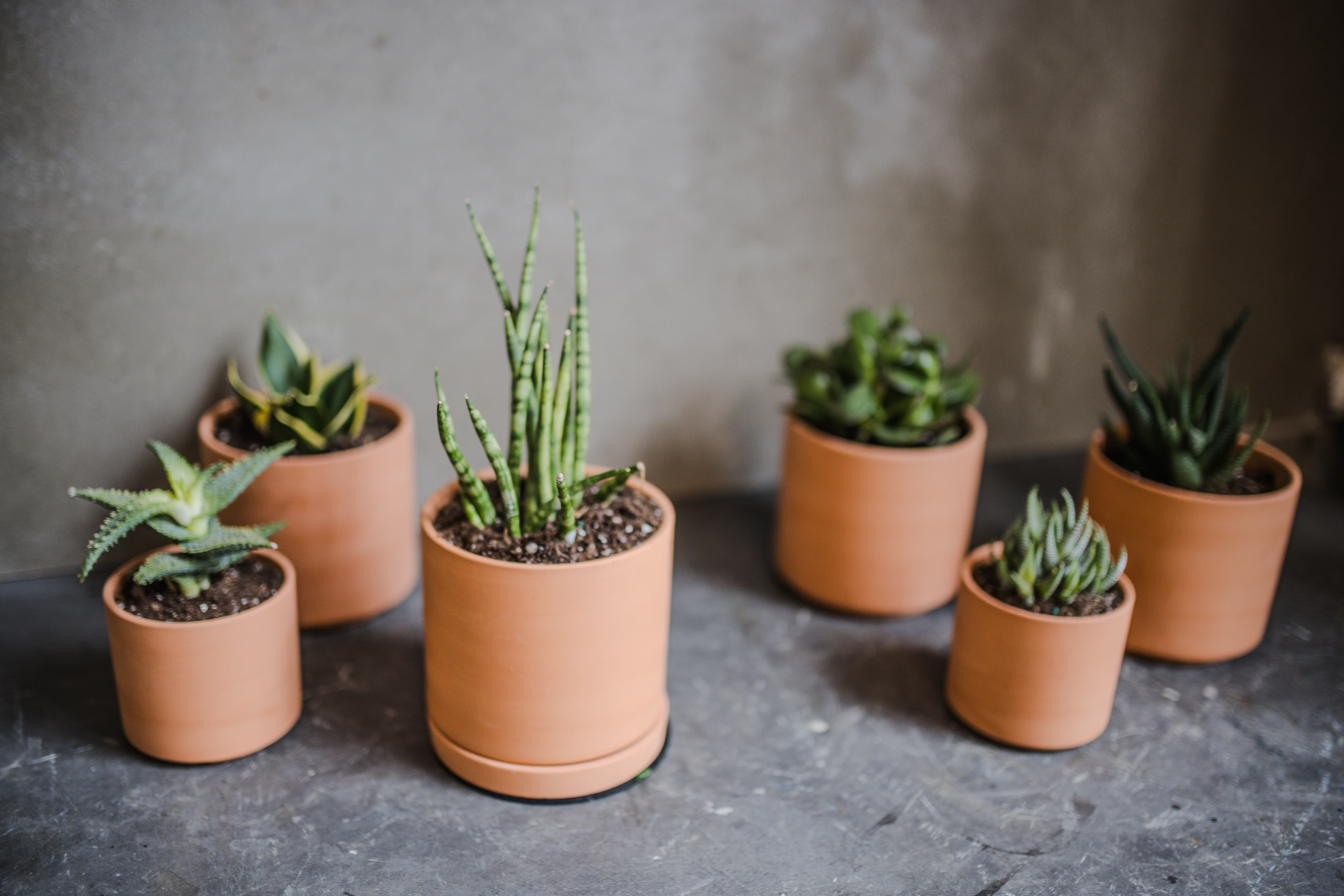 Terra Cotta plant styling by The Plant Library.