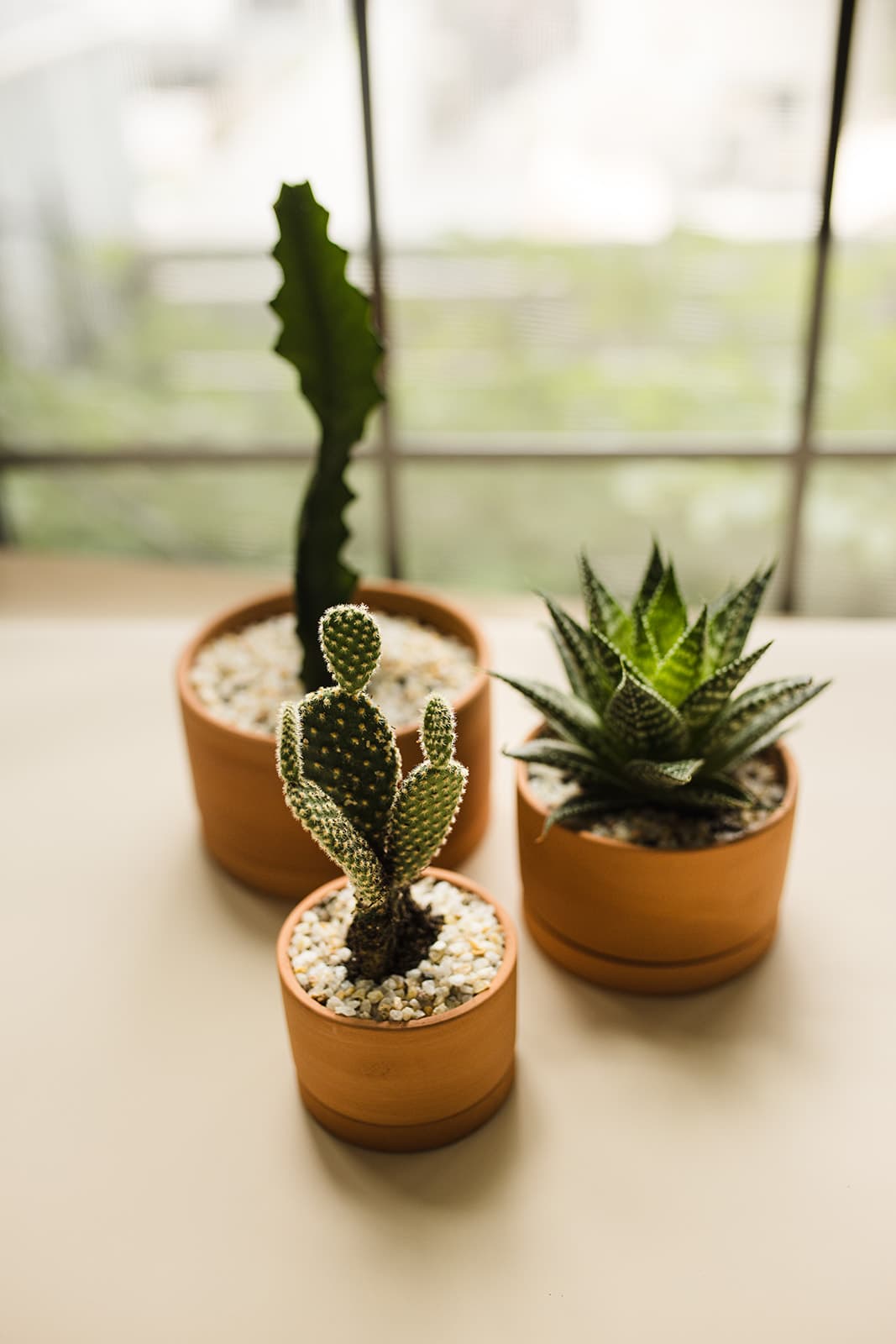 Terra Cotta plant styling by The Plant Library.
