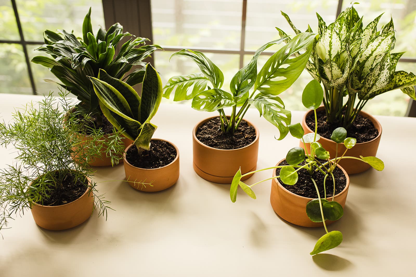 Terra Cotta plant styling by The Plant Library.