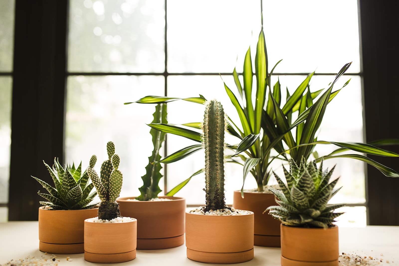 Terra Cotta plant styling by The Plant Library.