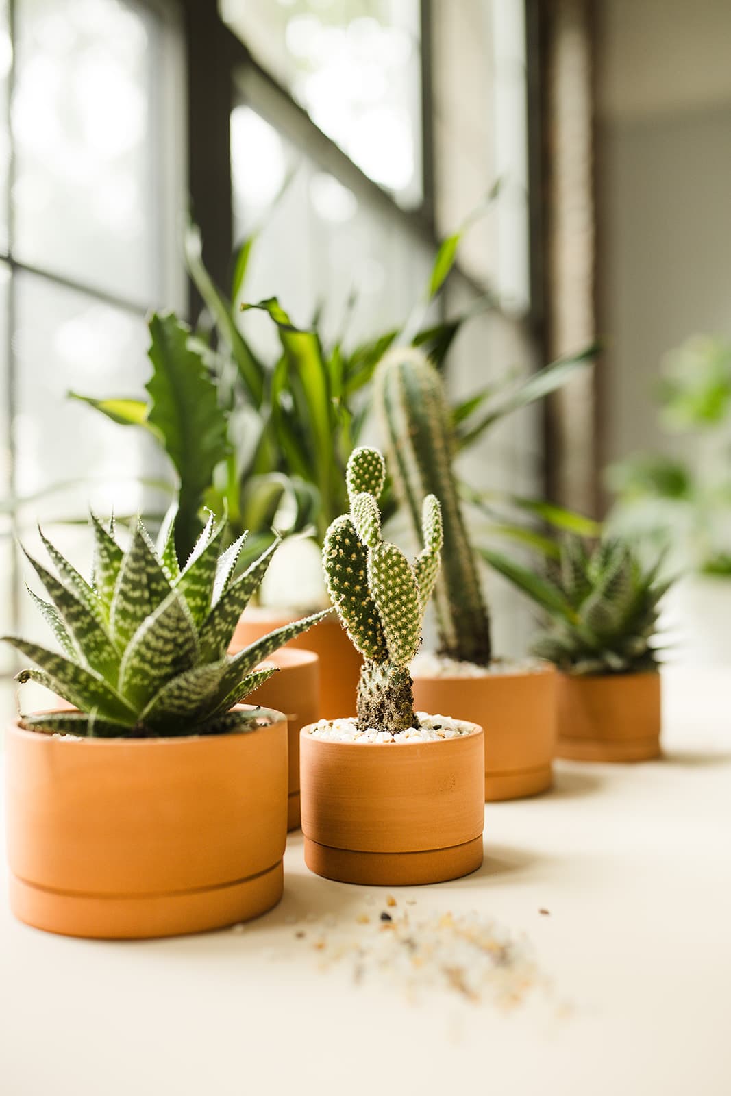 Terra Cotta plant styling by The Plant Library.