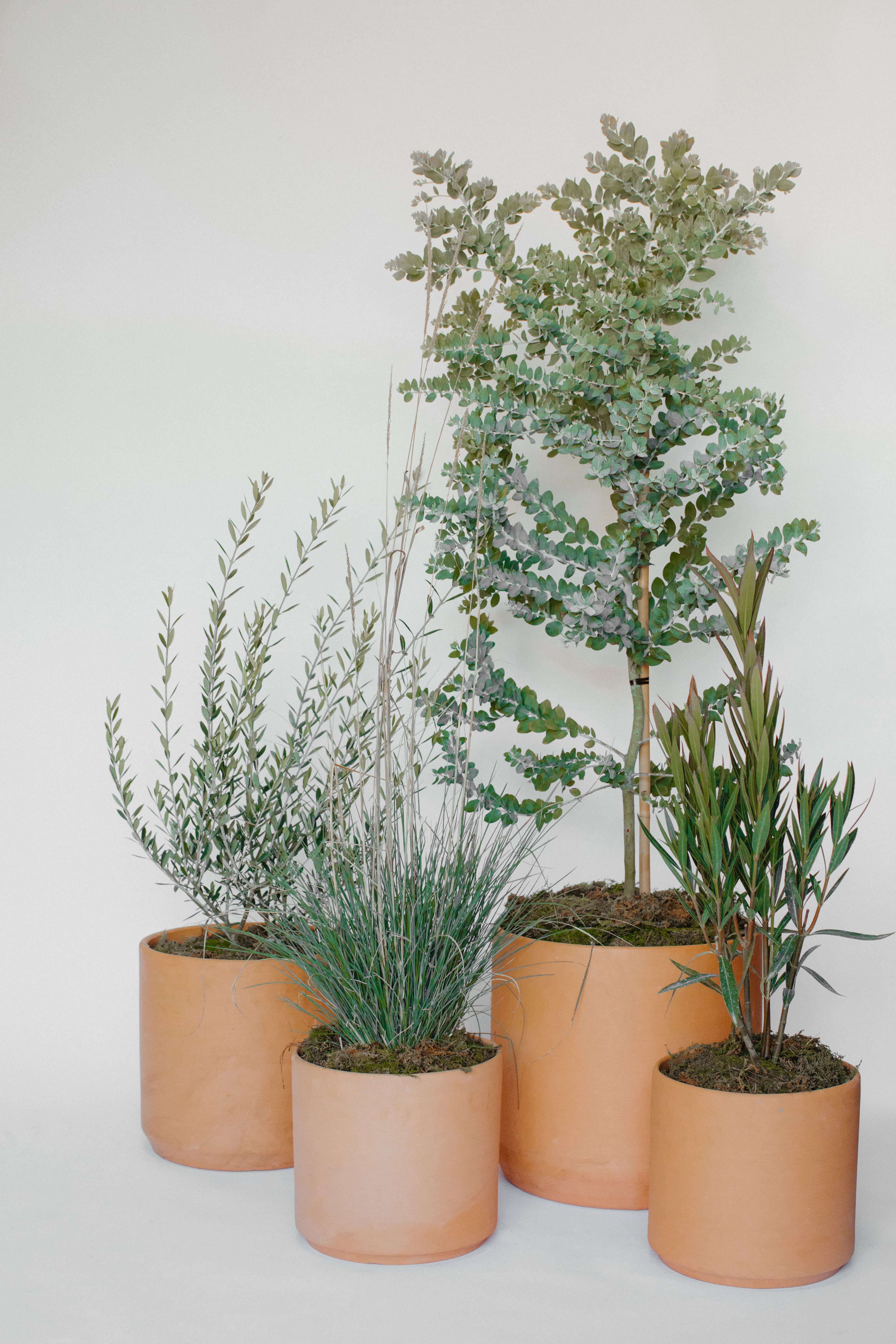 Terra Cotta plant styling by The Plant Library.