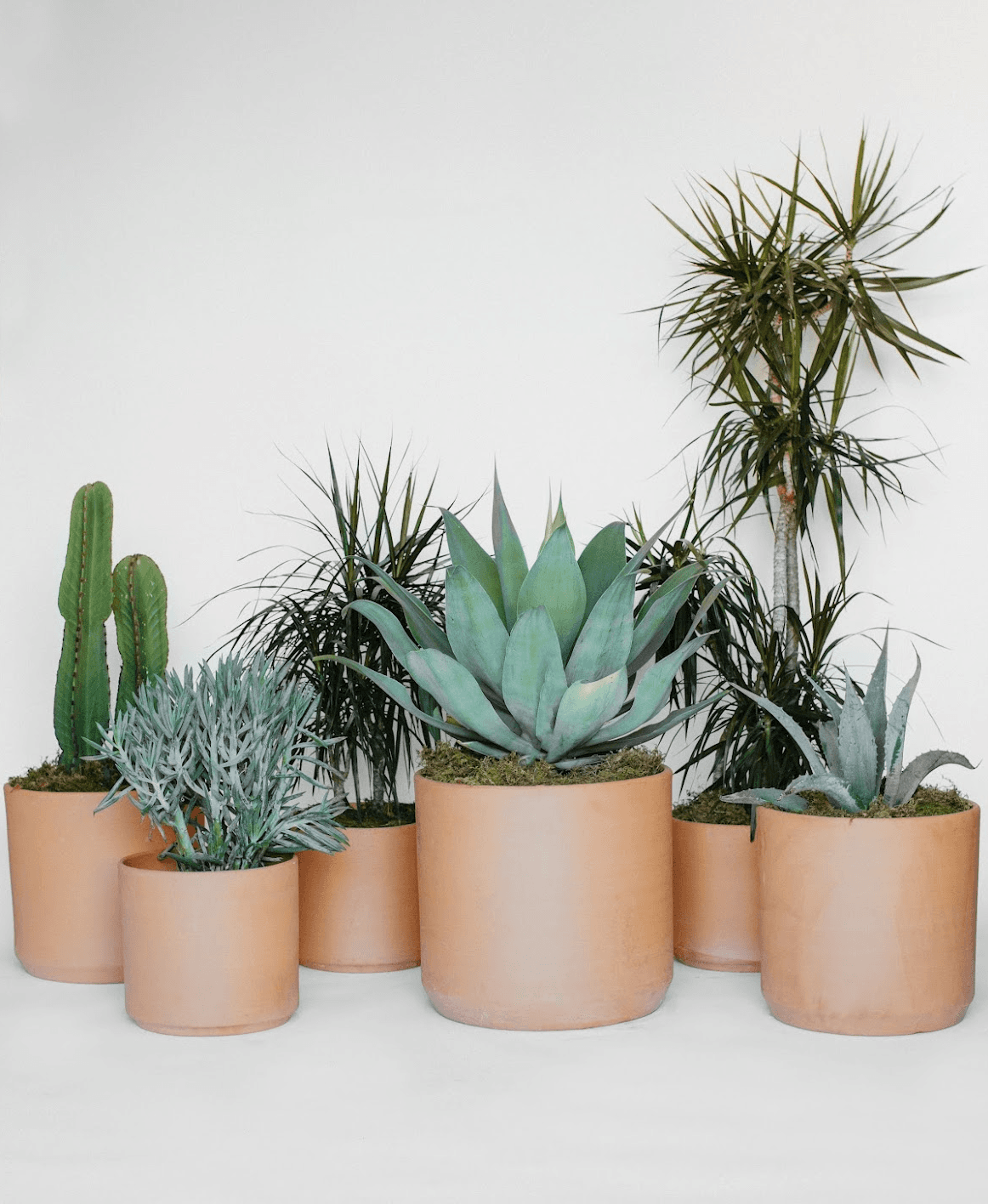 Terra Cotta plant styling by The Plant Library.