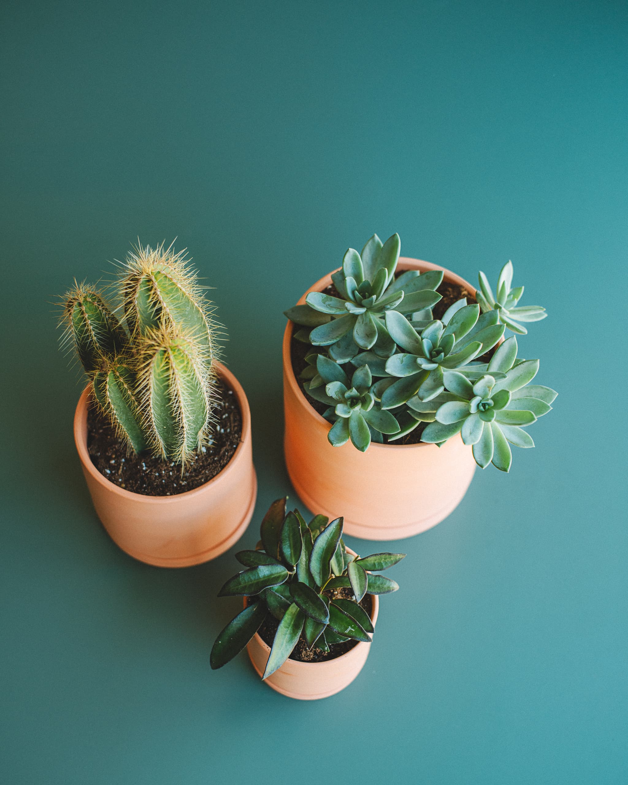 Terra Cotta plant styling by The Plant Library.