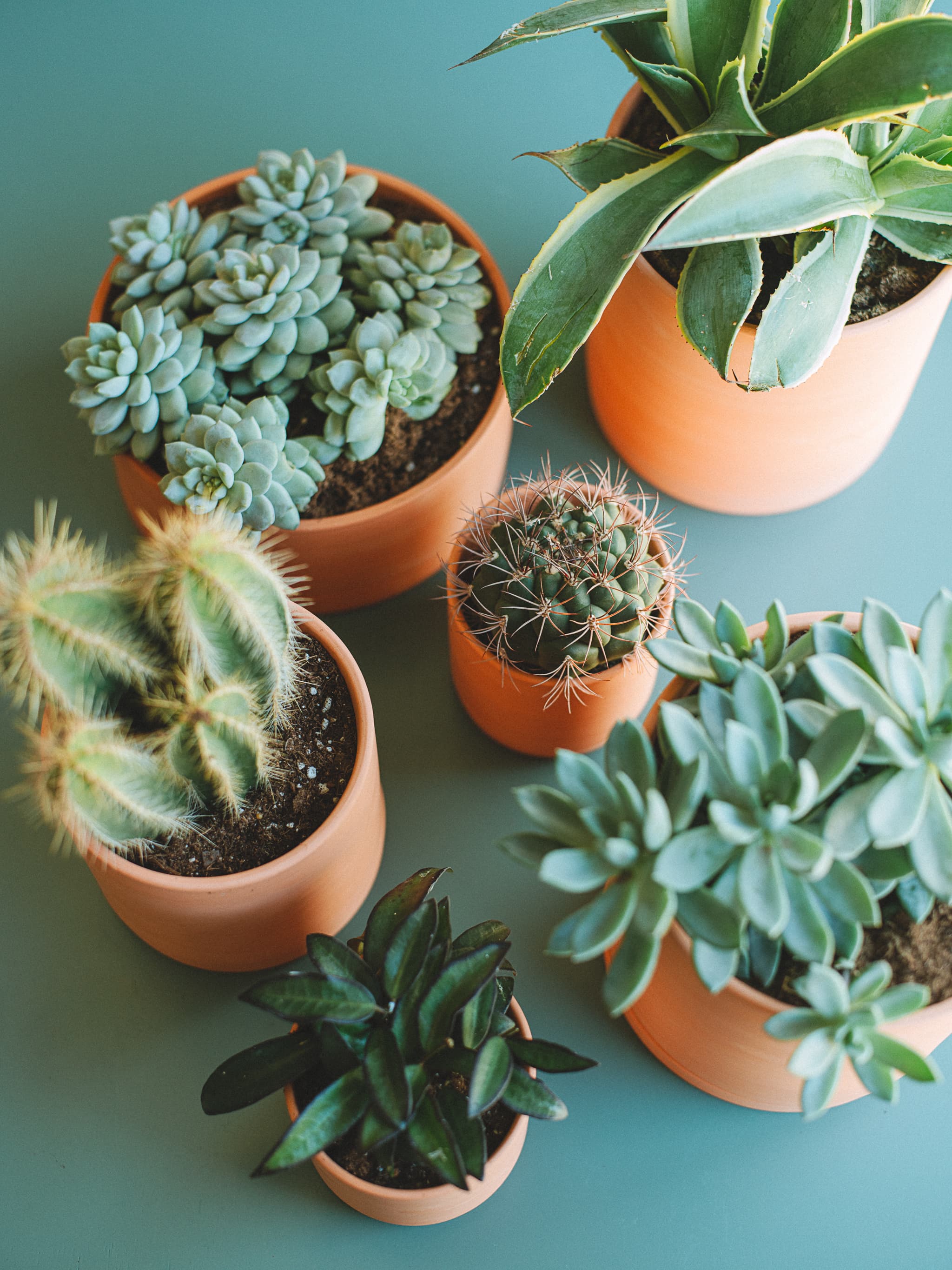 Terra Cotta plant styling by The Plant Library.