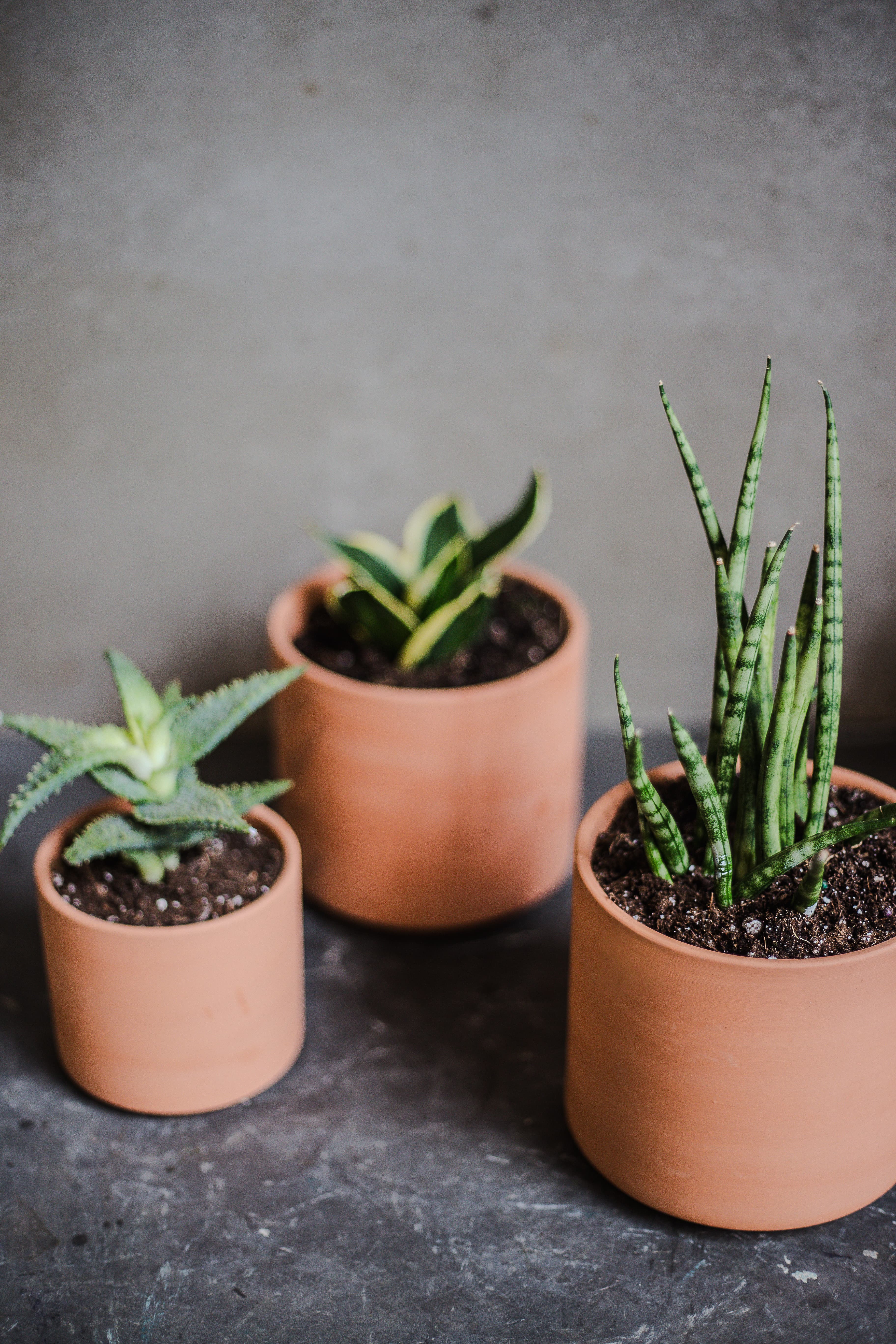 Terra Cotta plant styling by The Plant Library.