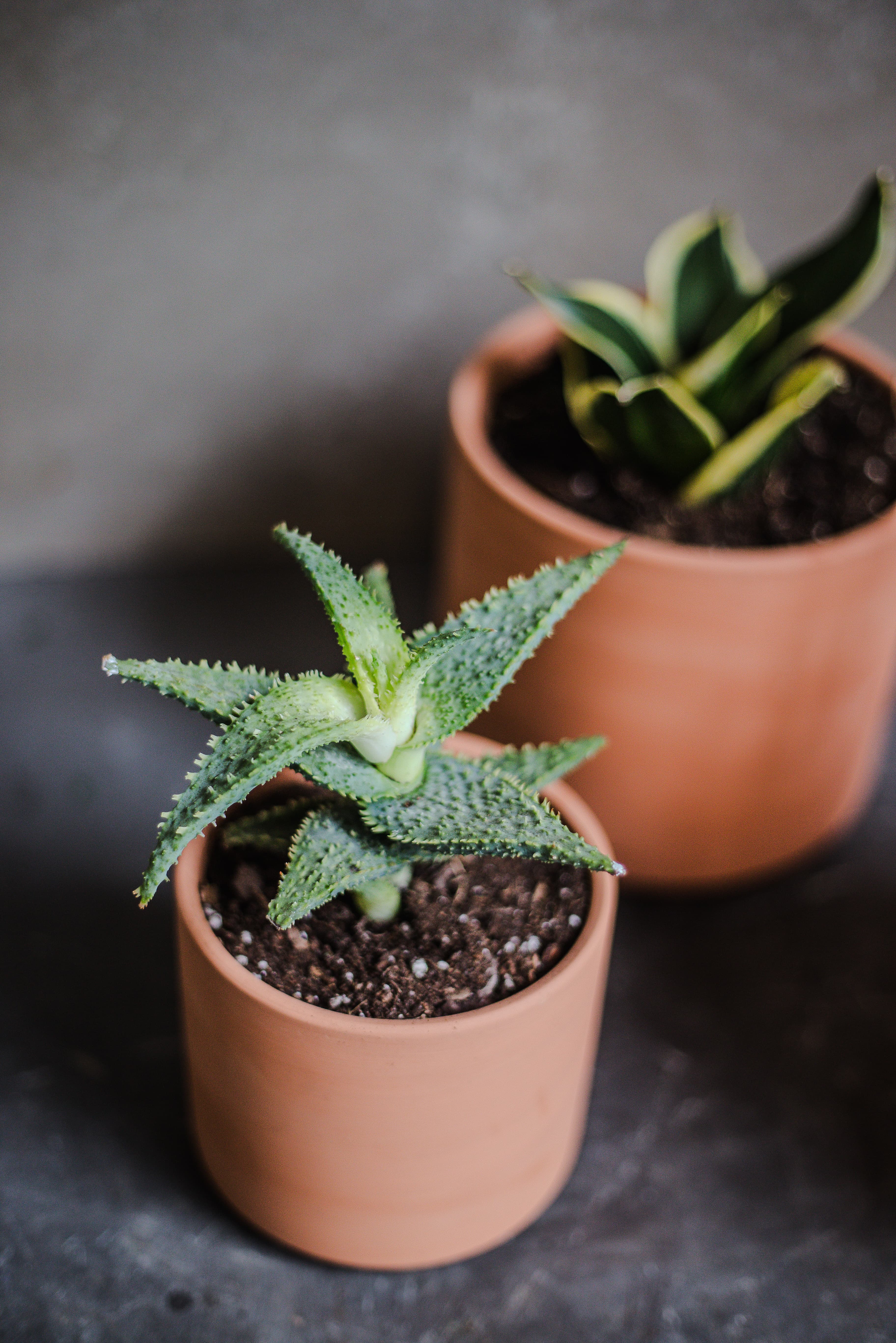 Terra Cotta plant styling by The Plant Library.