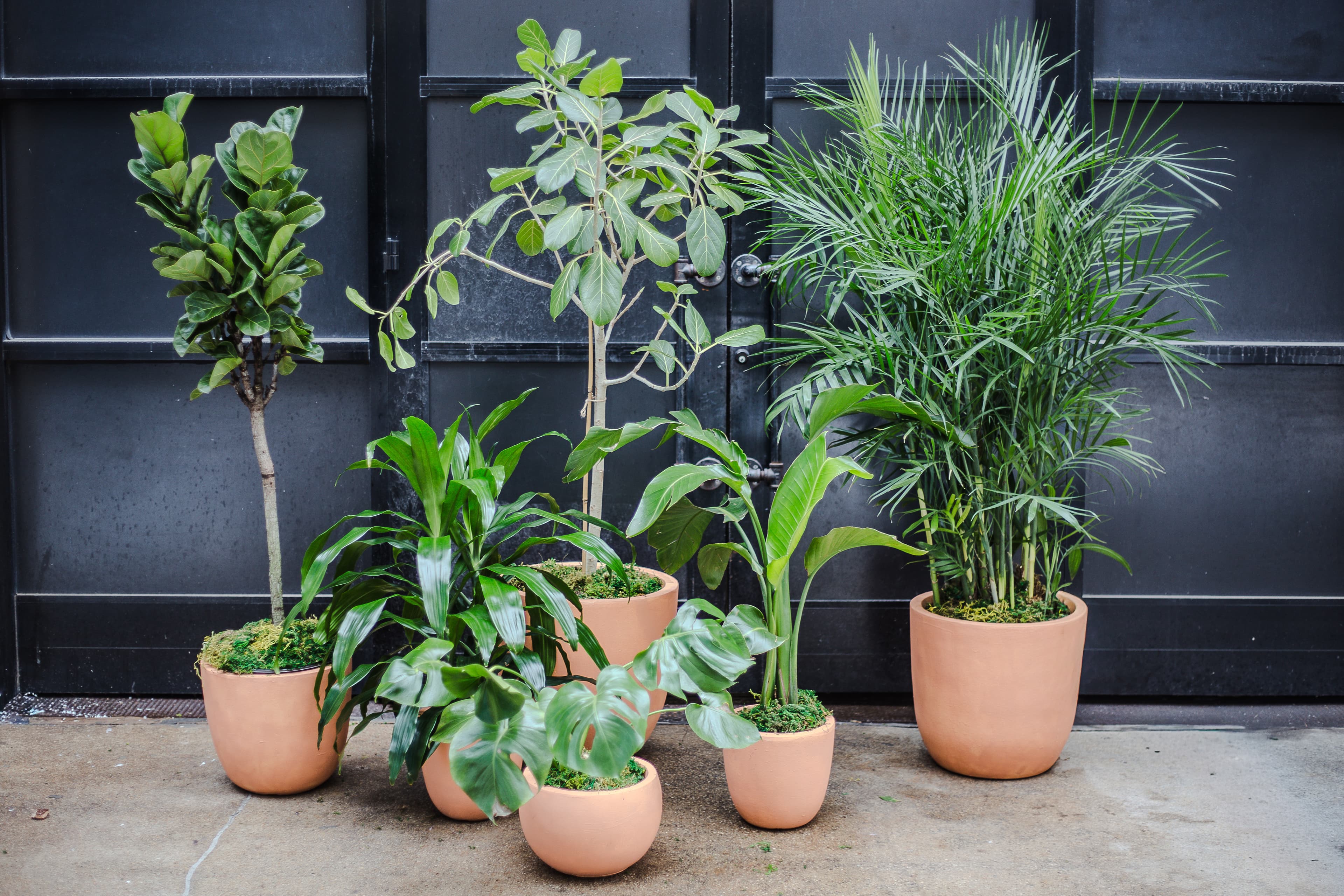 Terra Cotta plant styling by The Plant Library.