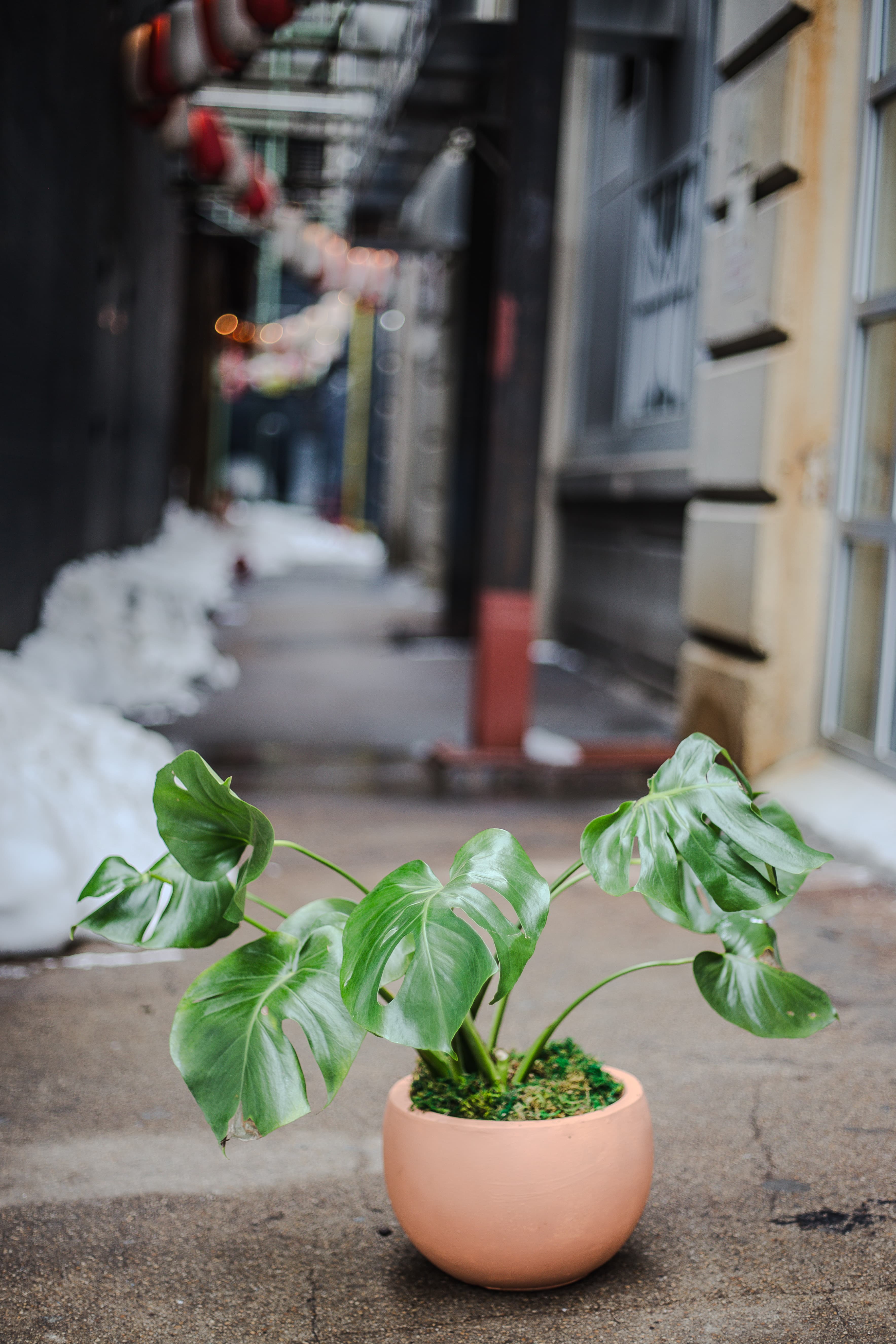 Terra Cotta plant styling by The Plant Library.