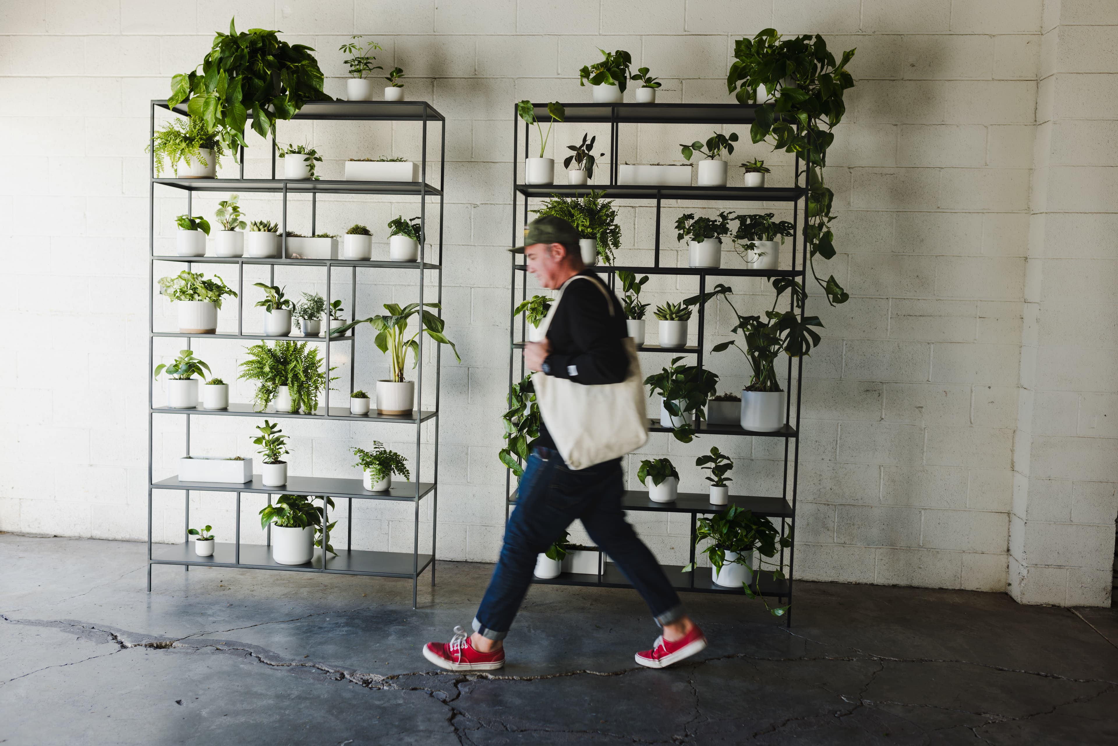 Botanical Walls plant styling by The Plant Library.