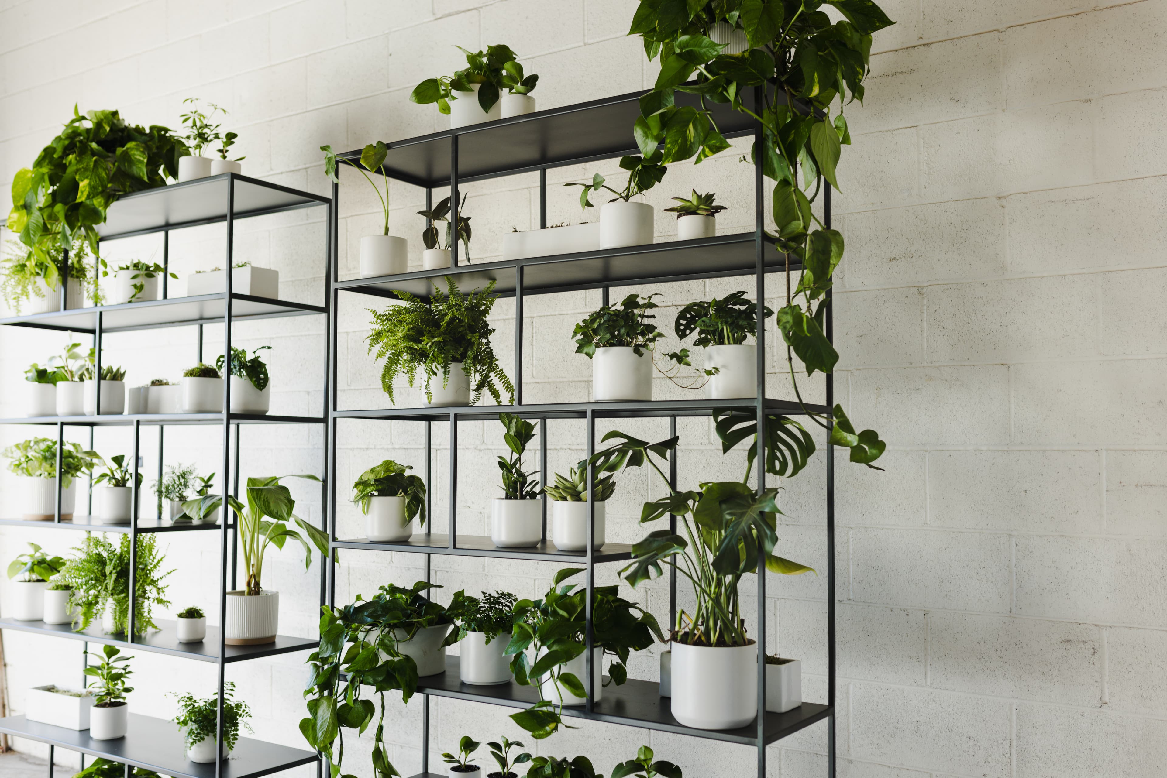 Botanical Walls plant styling by The Plant Library.