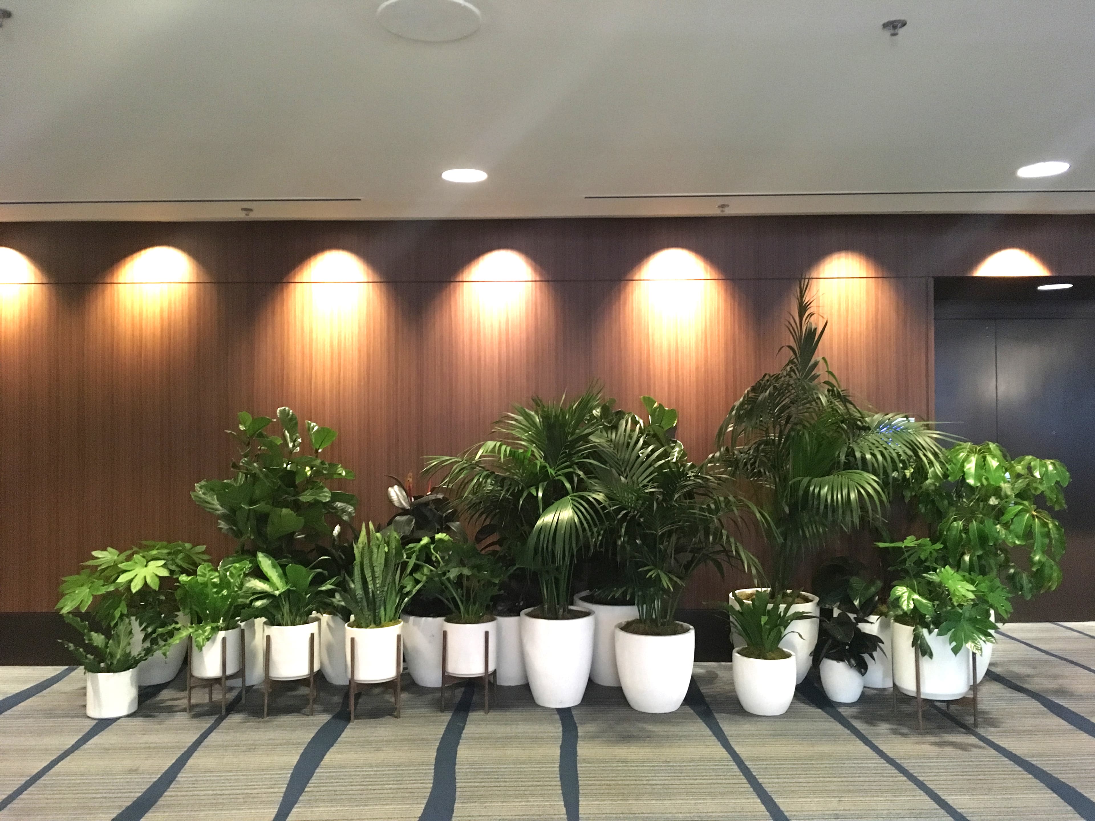 Botanical Walls plant styling by The Plant Library.