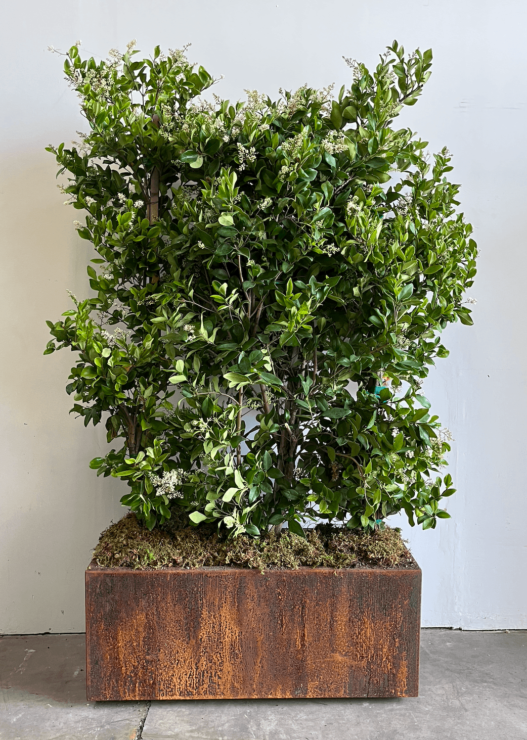 Botanical Walls plant styling by The Plant Library.