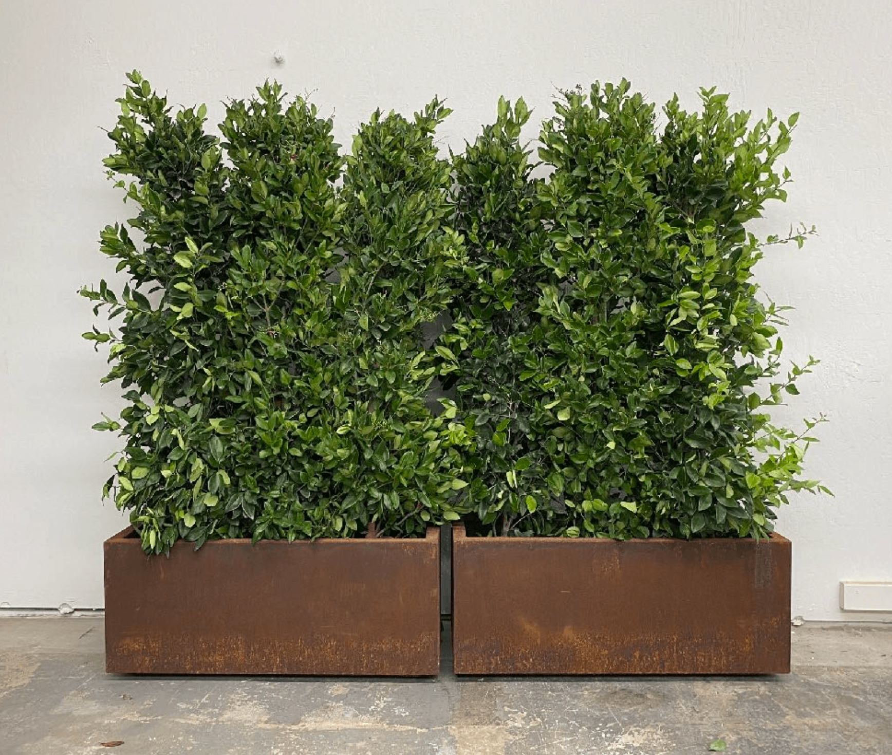 Botanical Walls plant styling by The Plant Library.