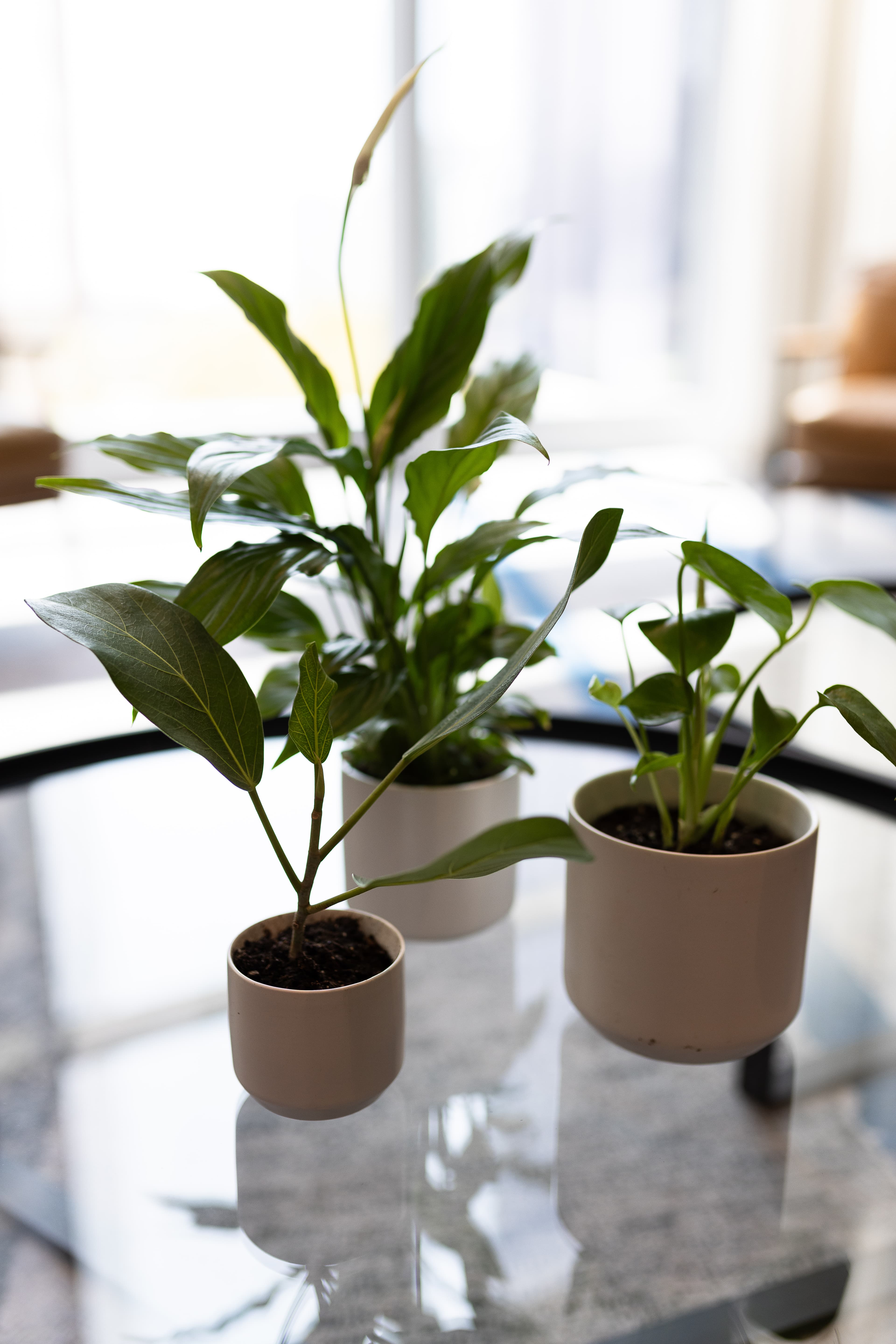 Events Tabletop plant styling by The Plant Library.