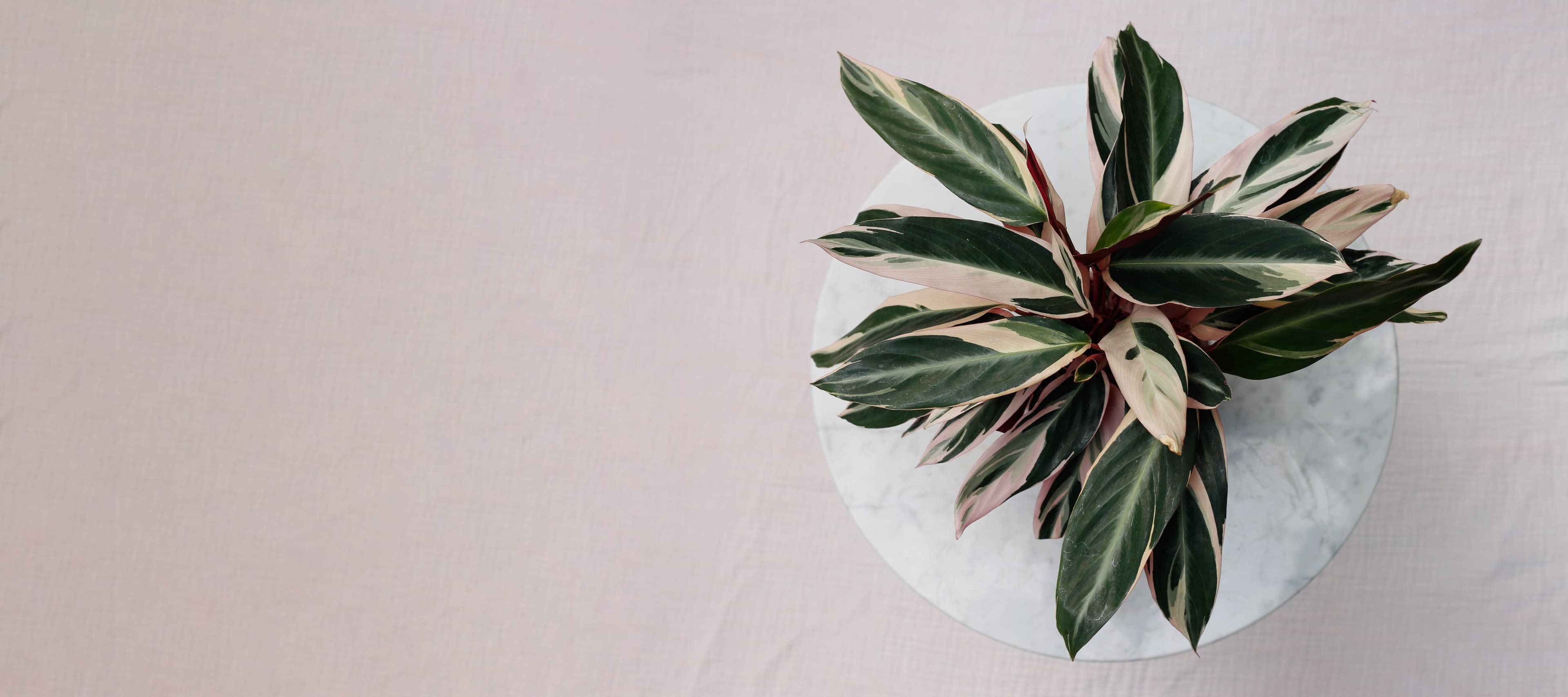 Custom Work plant styling by The Plant Library.