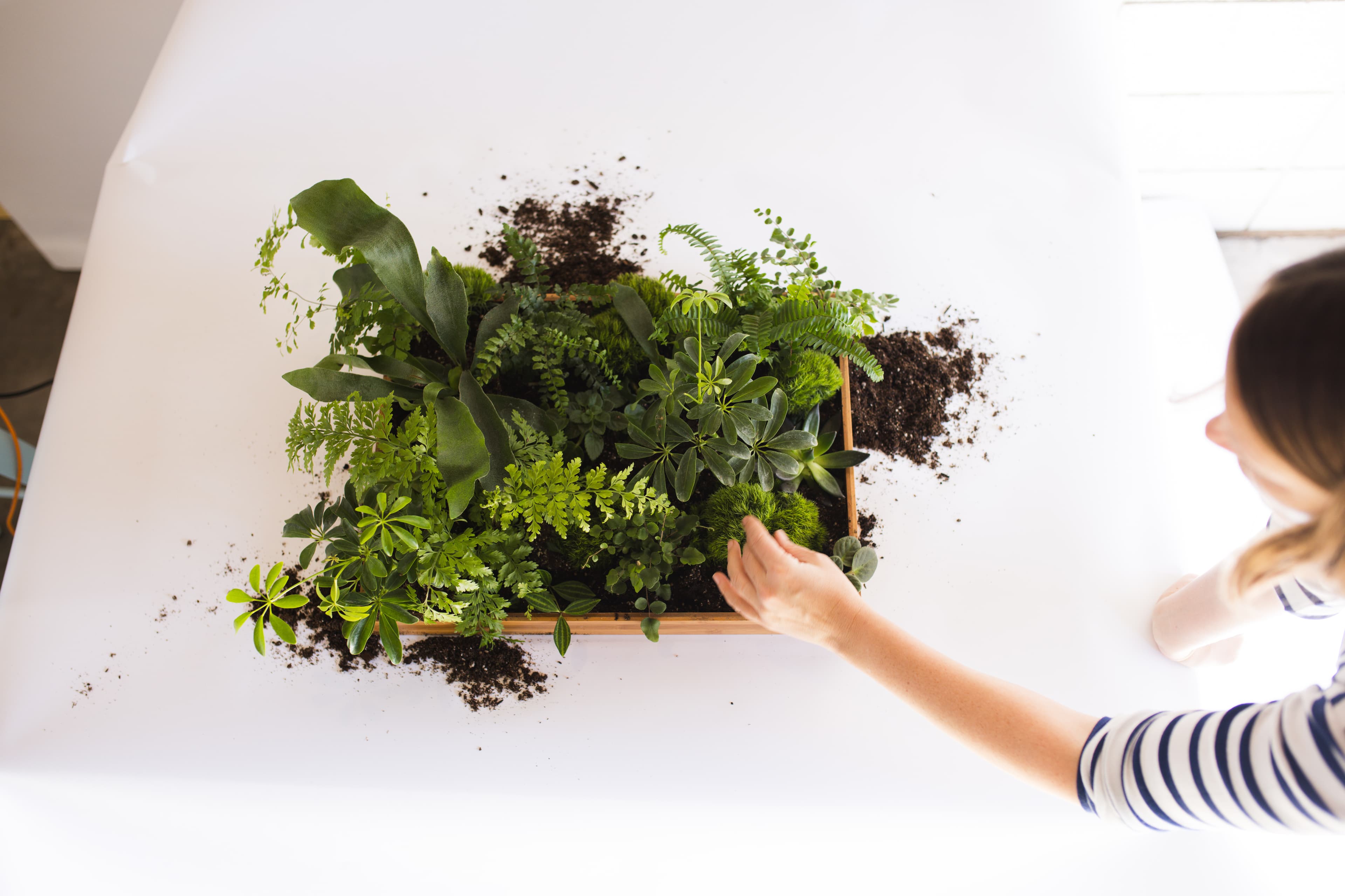 Custom Work plant styling by The Plant Library.