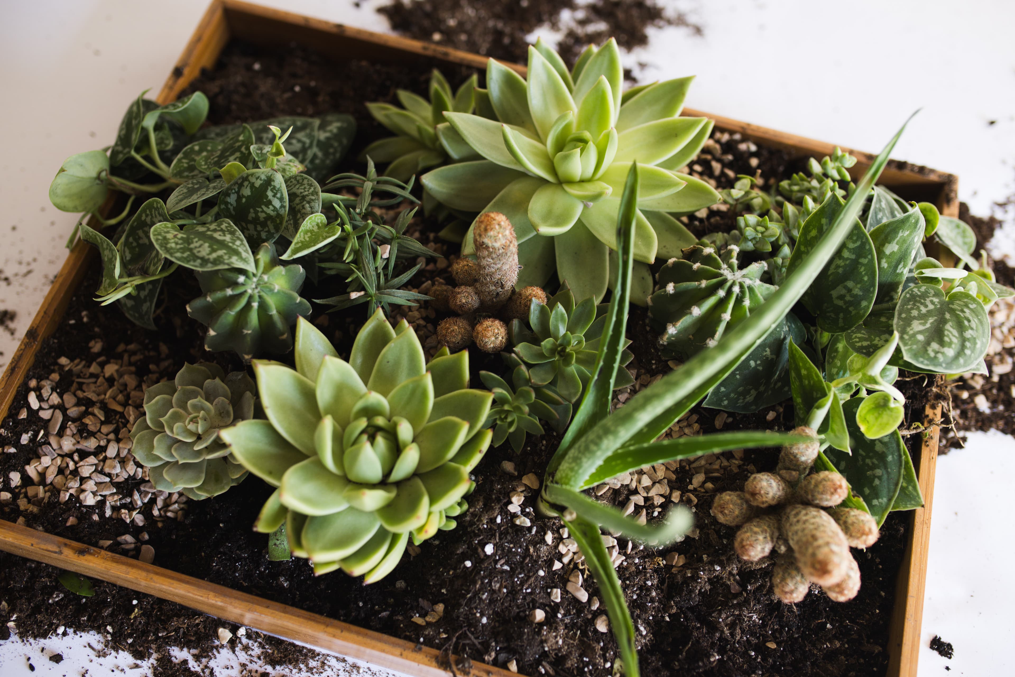Custom Work plant styling by The Plant Library.