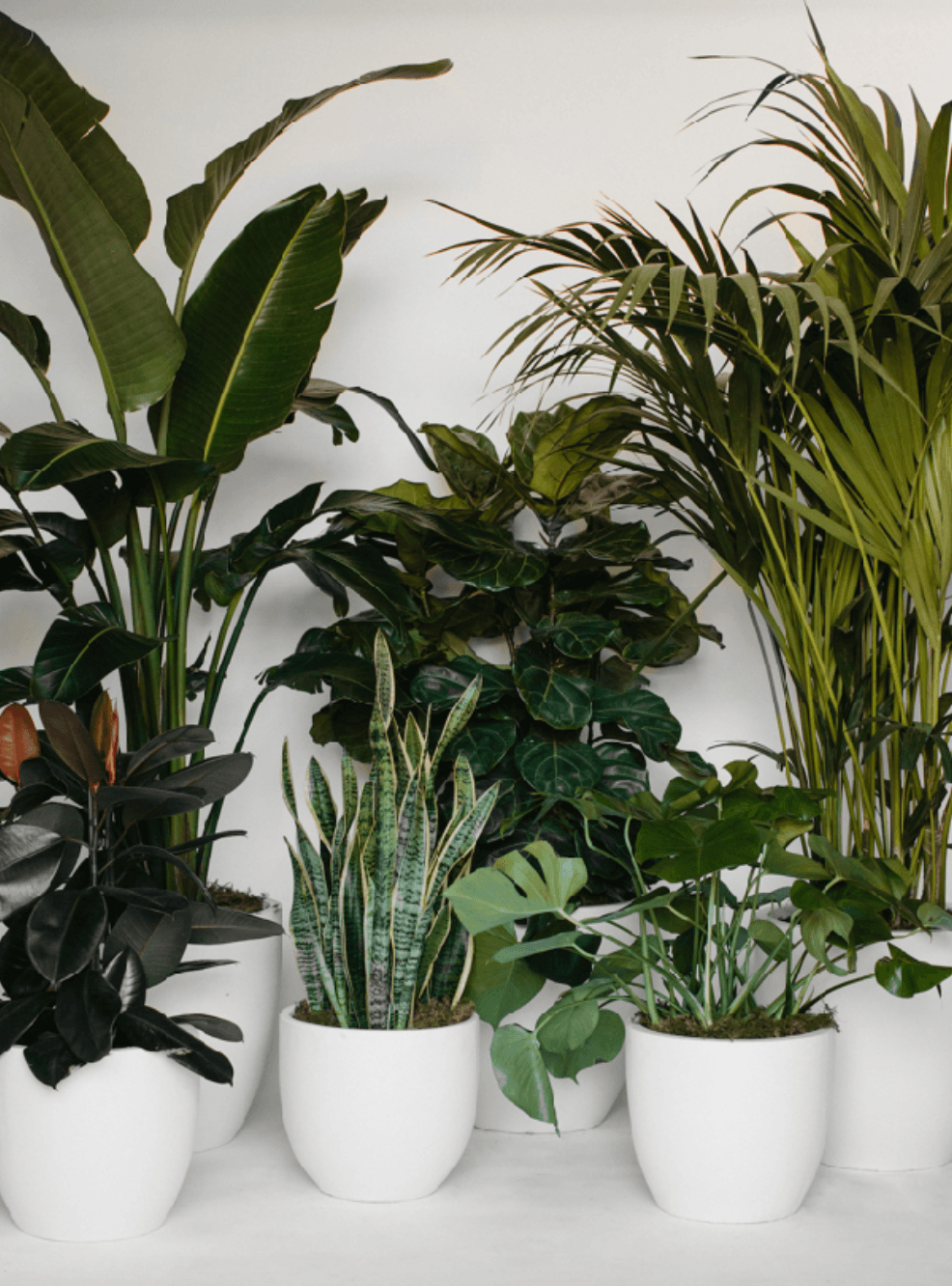 White plant styling by The Plant Library.