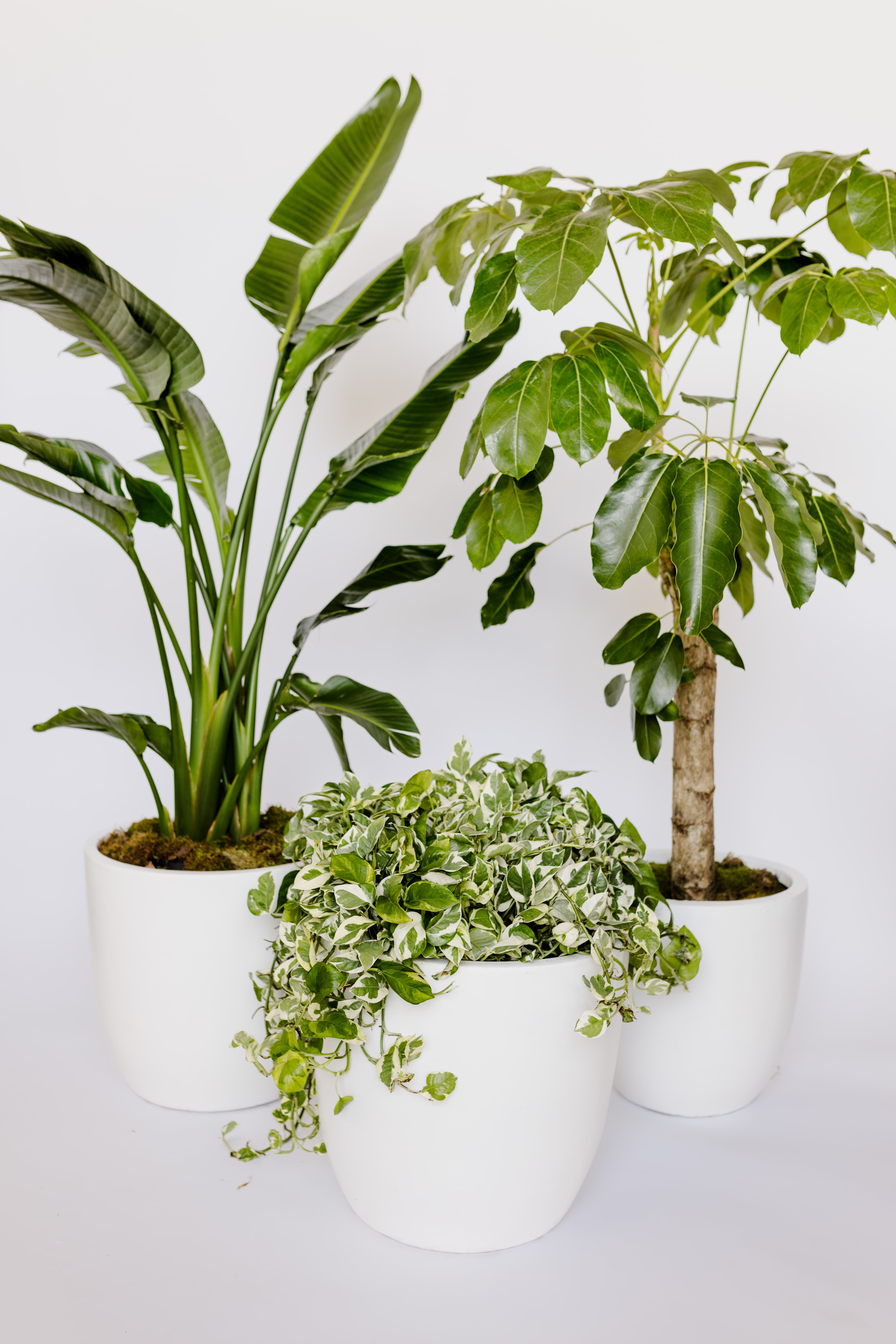 White plant styling by The Plant Library.