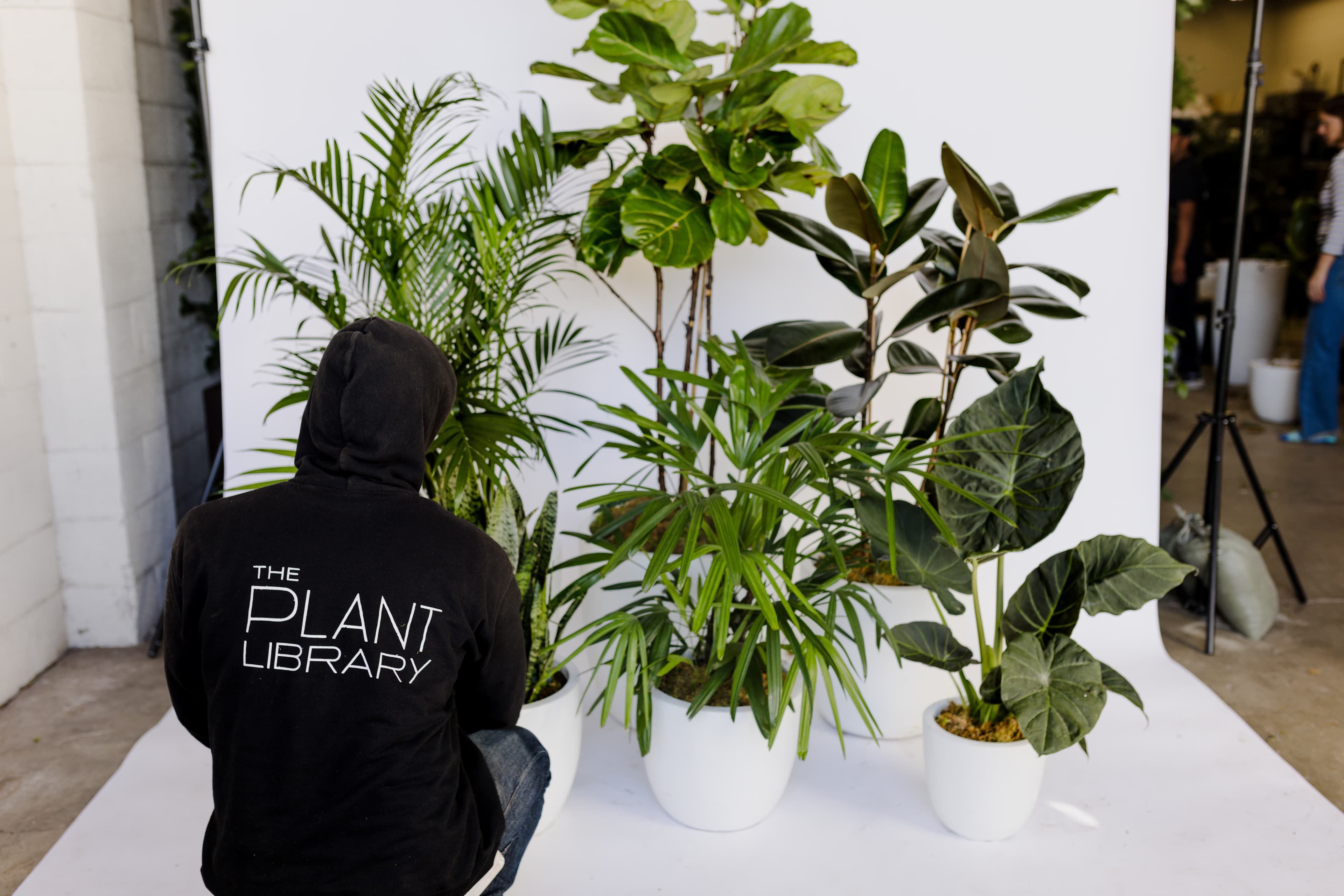 White plant styling by The Plant Library.