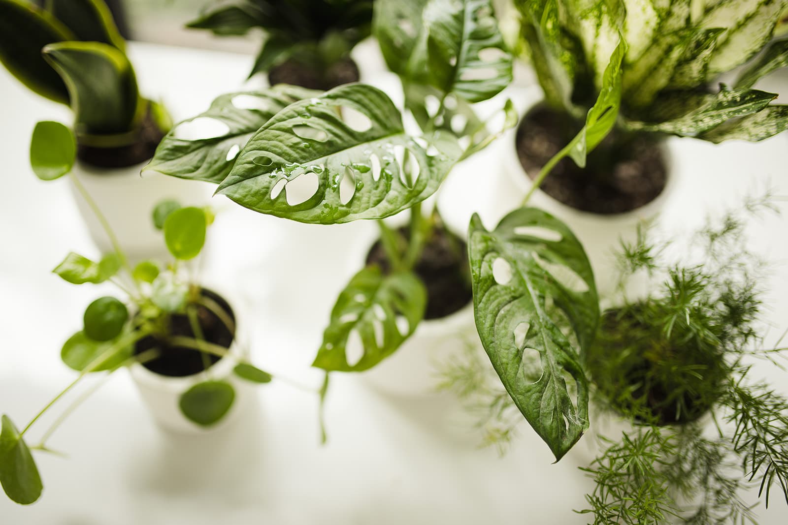 White plant styling by The Plant Library.