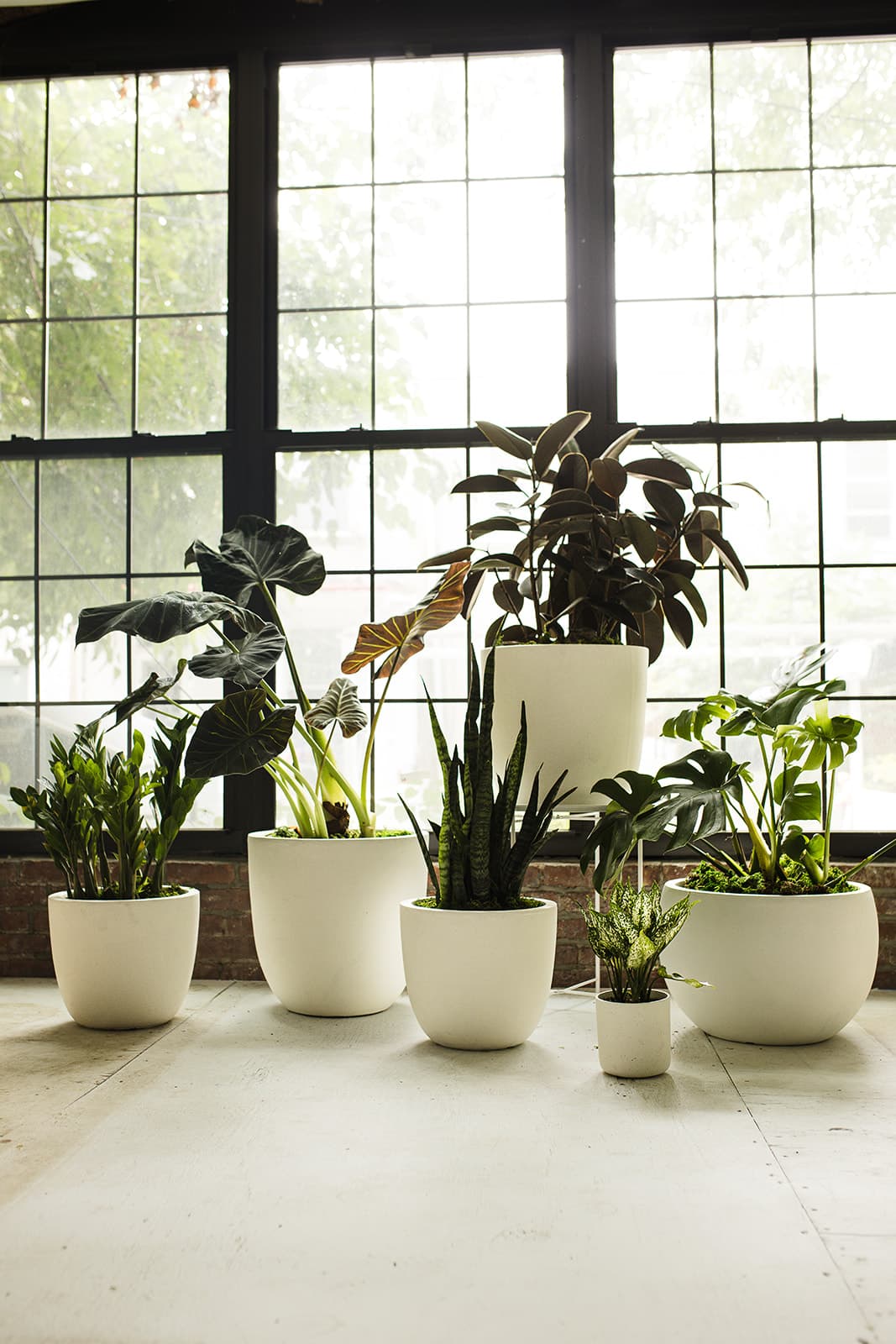 White plant styling by The Plant Library.