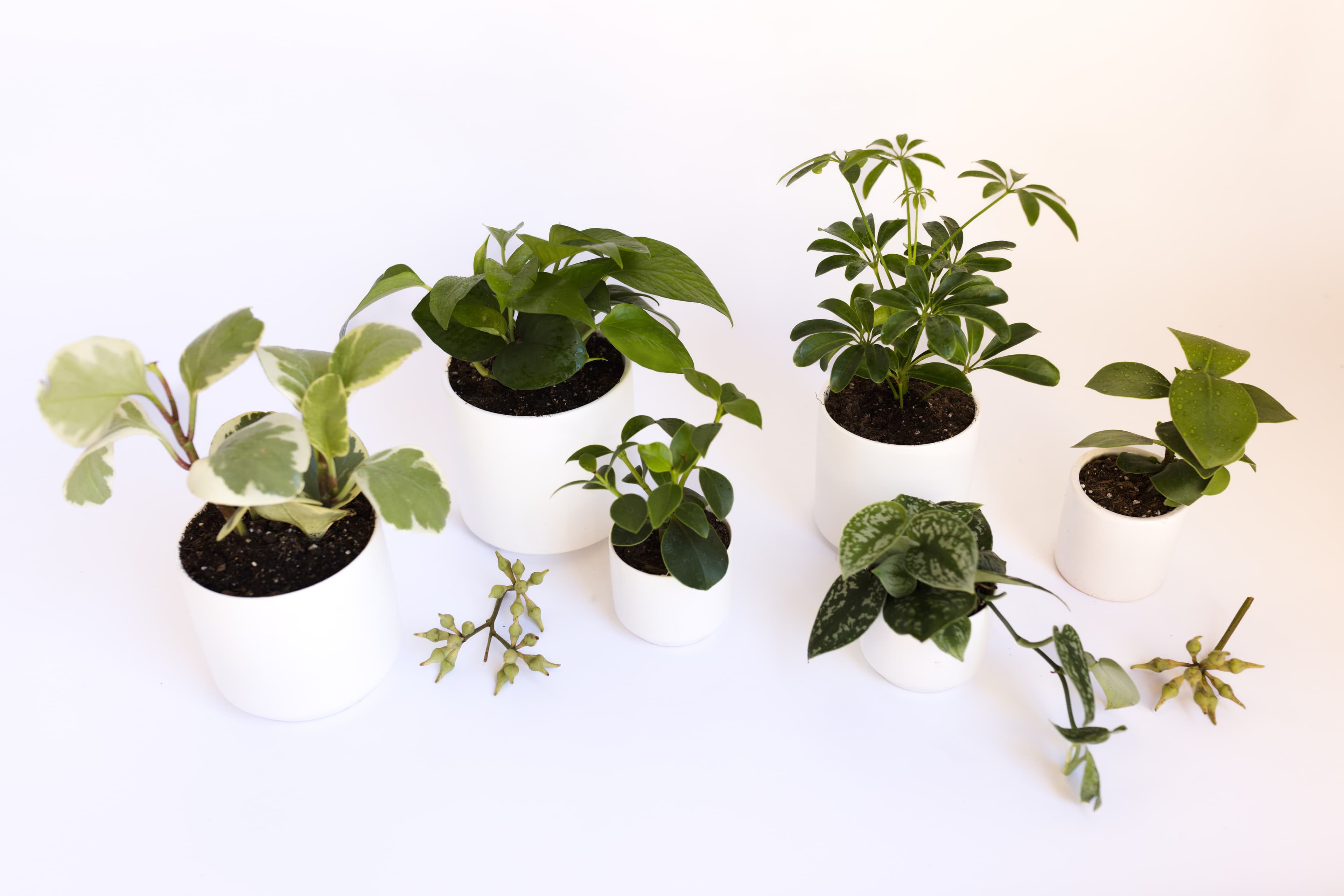 White plant styling by The Plant Library.