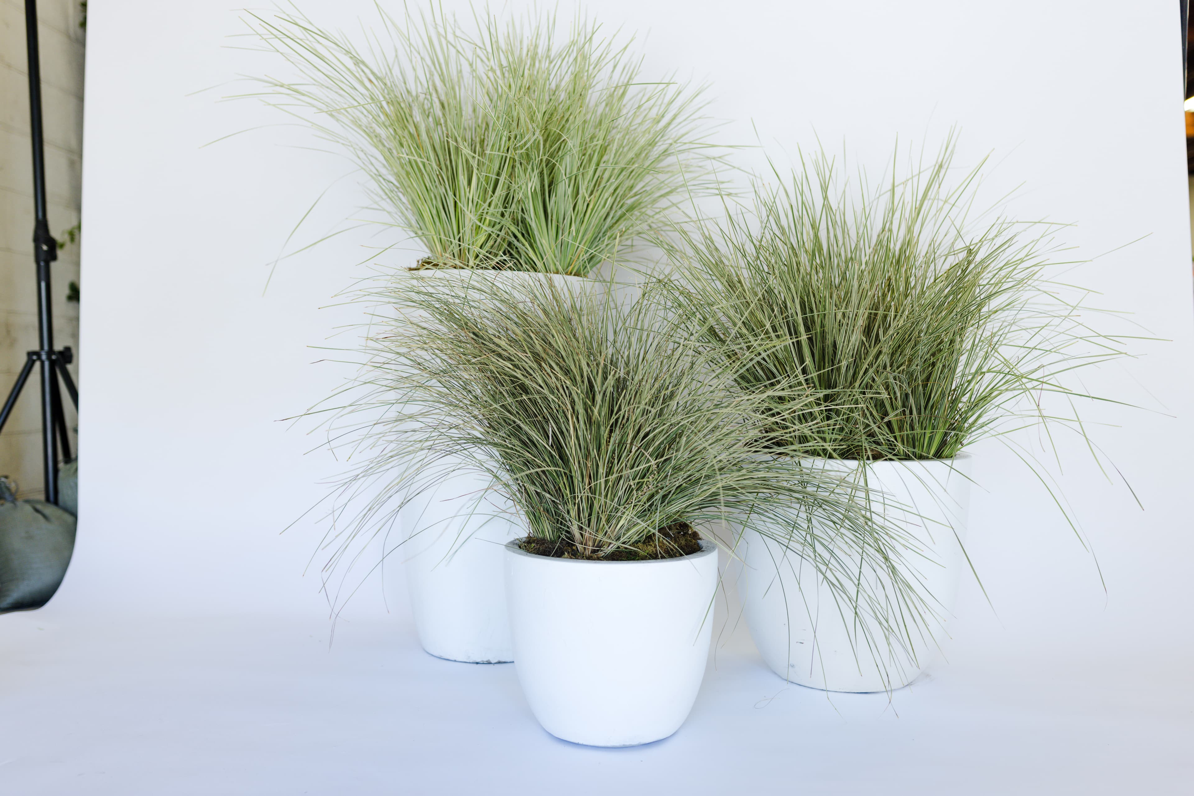 White plant styling by The Plant Library.