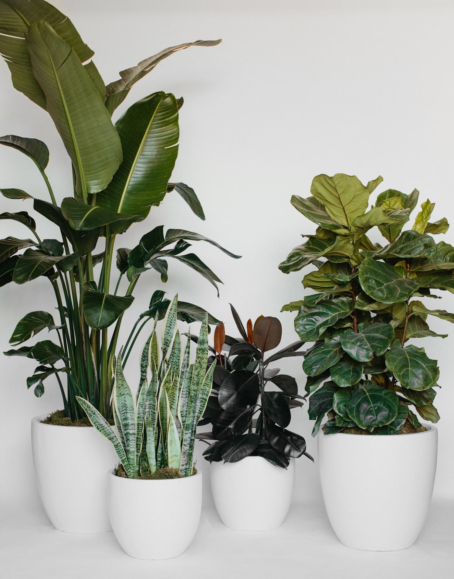 White plant styling by The Plant Library.
