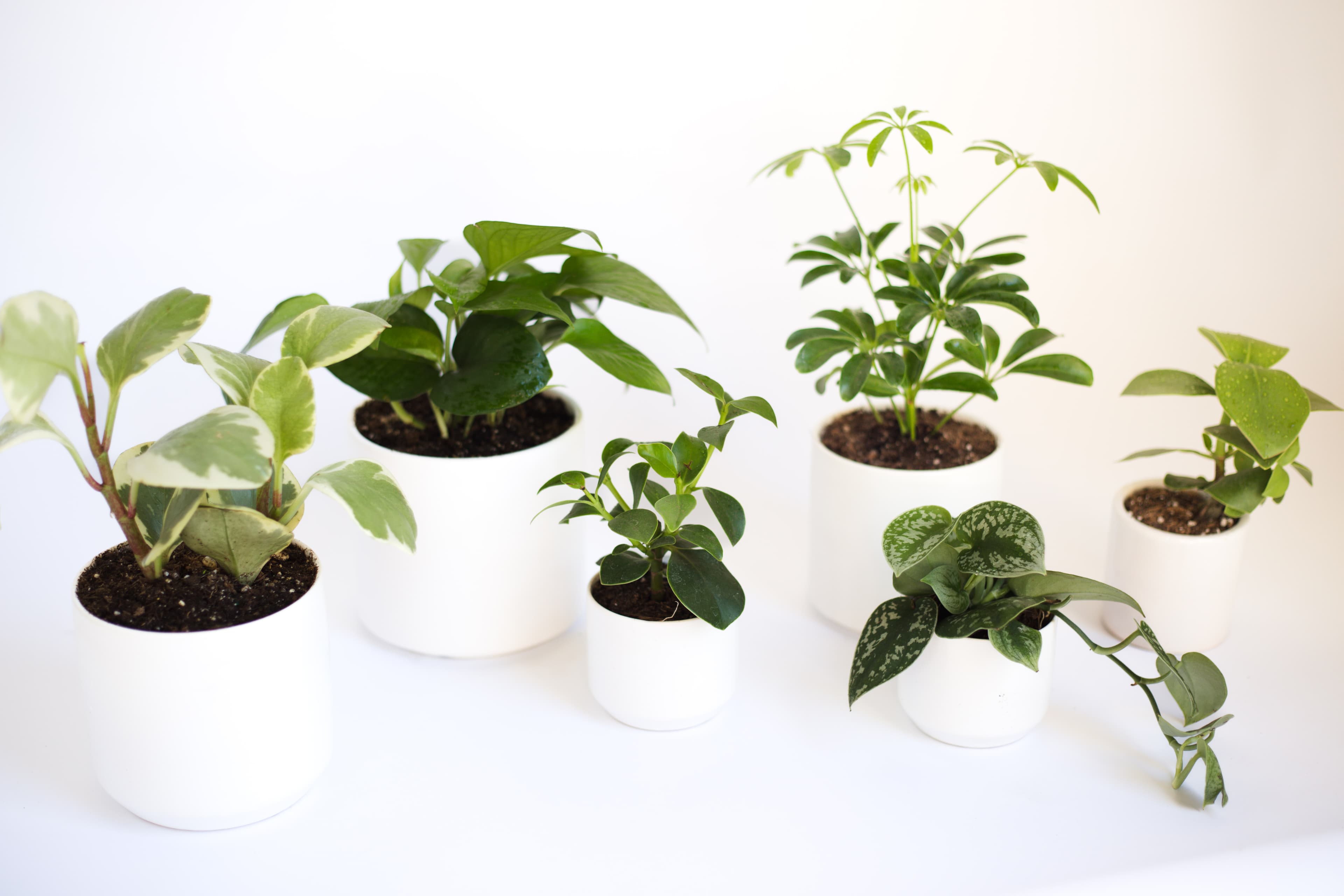 White plant styling by The Plant Library.