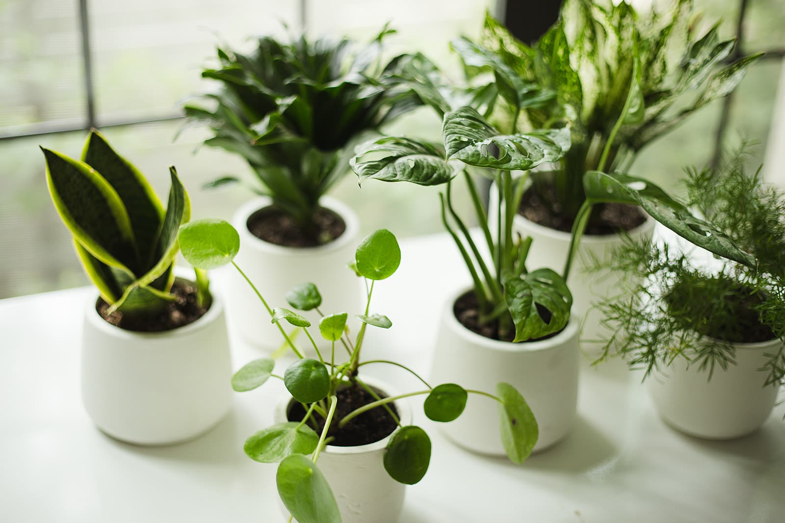 White plant styling by The Plant Library.