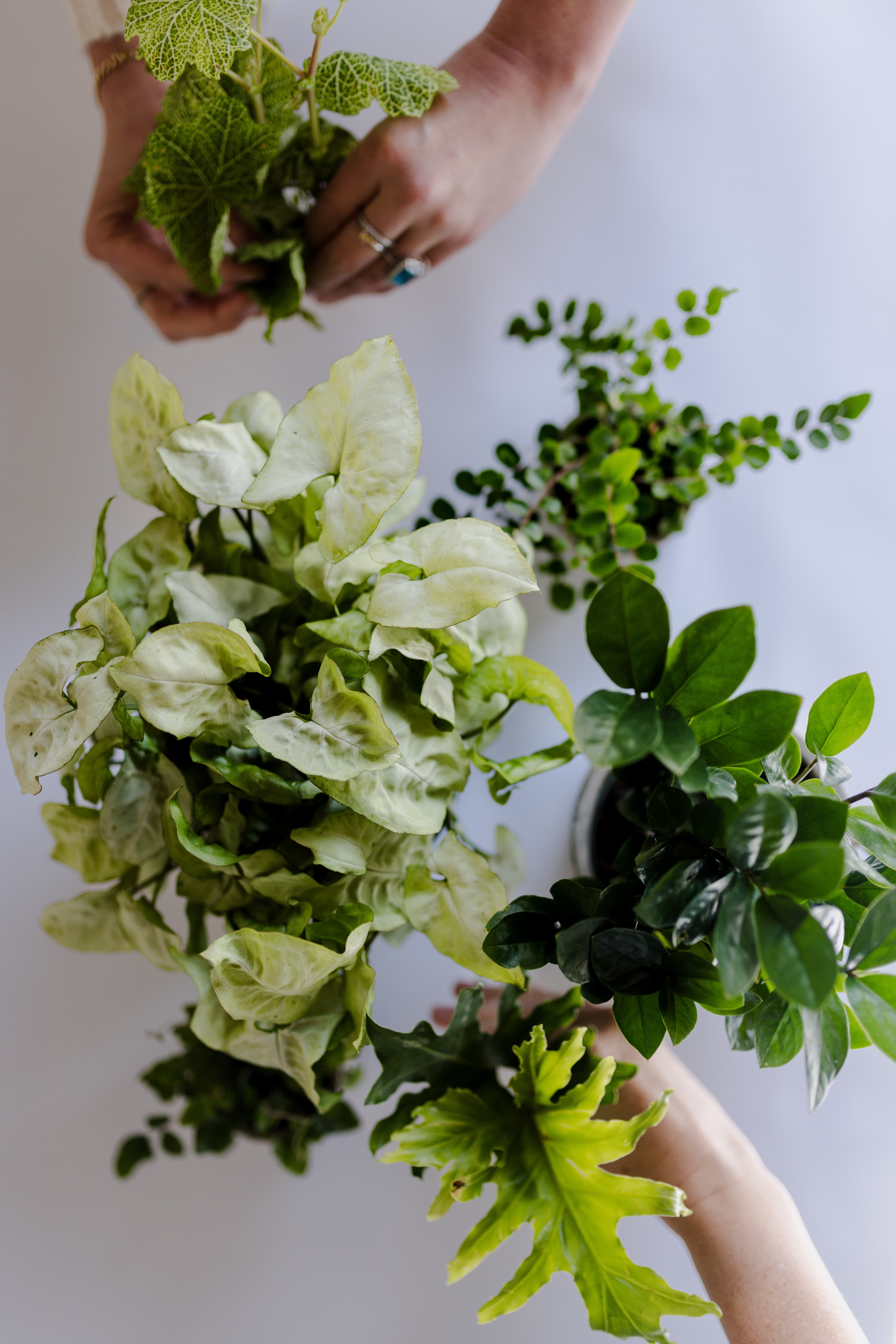 White plant styling by The Plant Library.