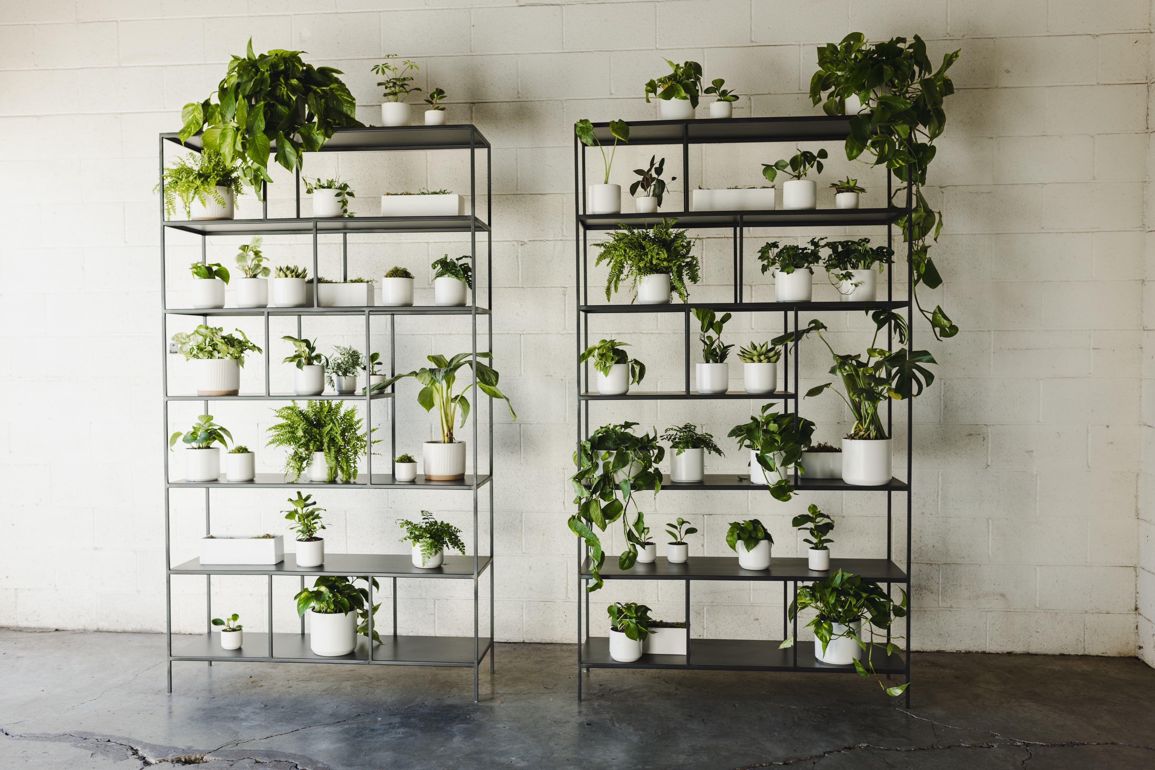 White plant styling by The Plant Library.
