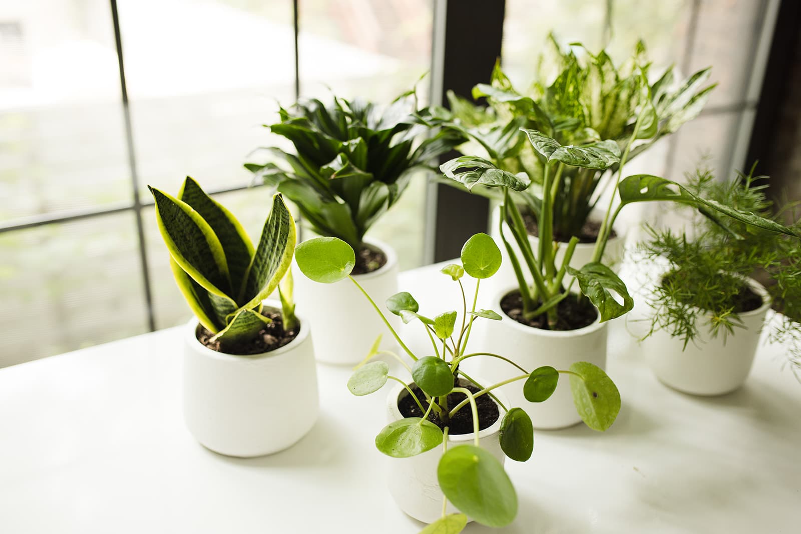 White plant styling by The Plant Library.