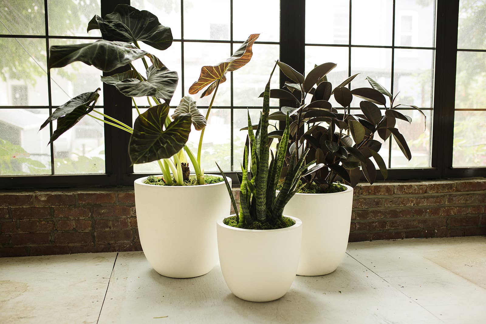 White plant styling by The Plant Library.