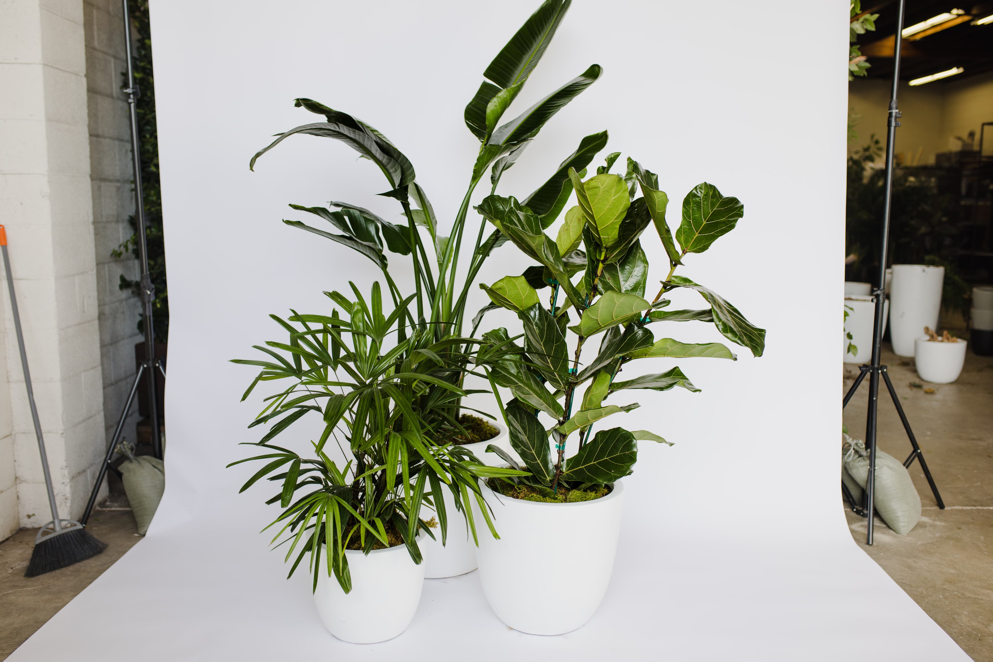 White plant styling by The Plant Library.