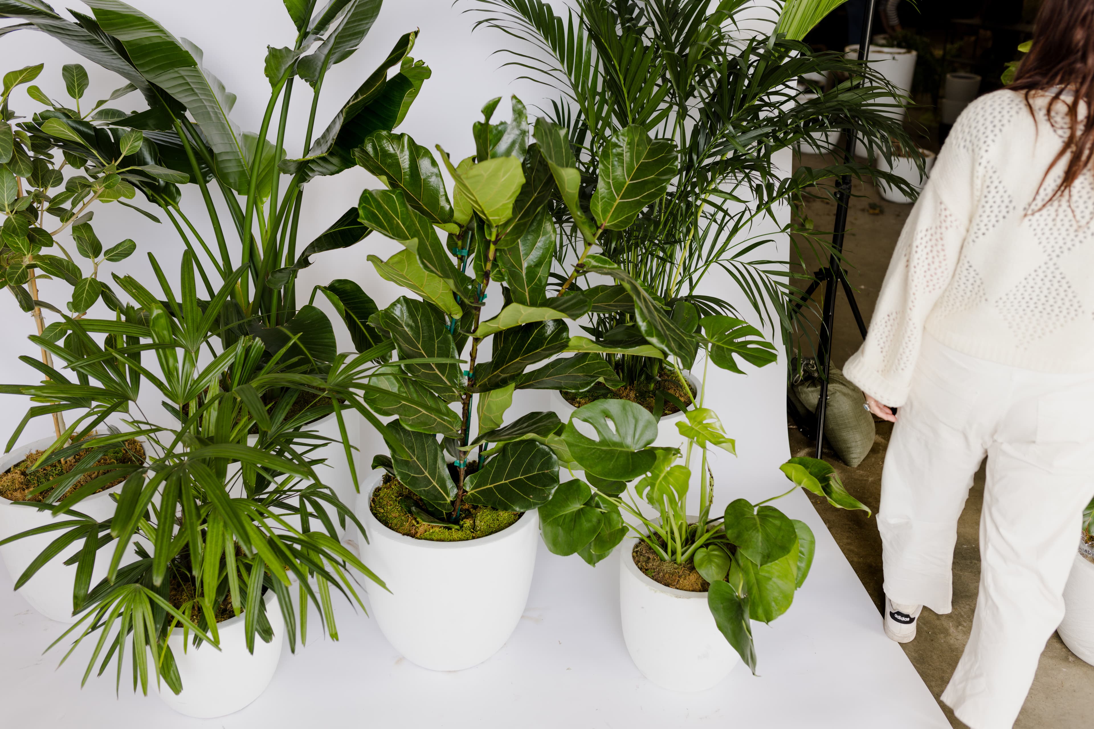 White plant styling by The Plant Library.