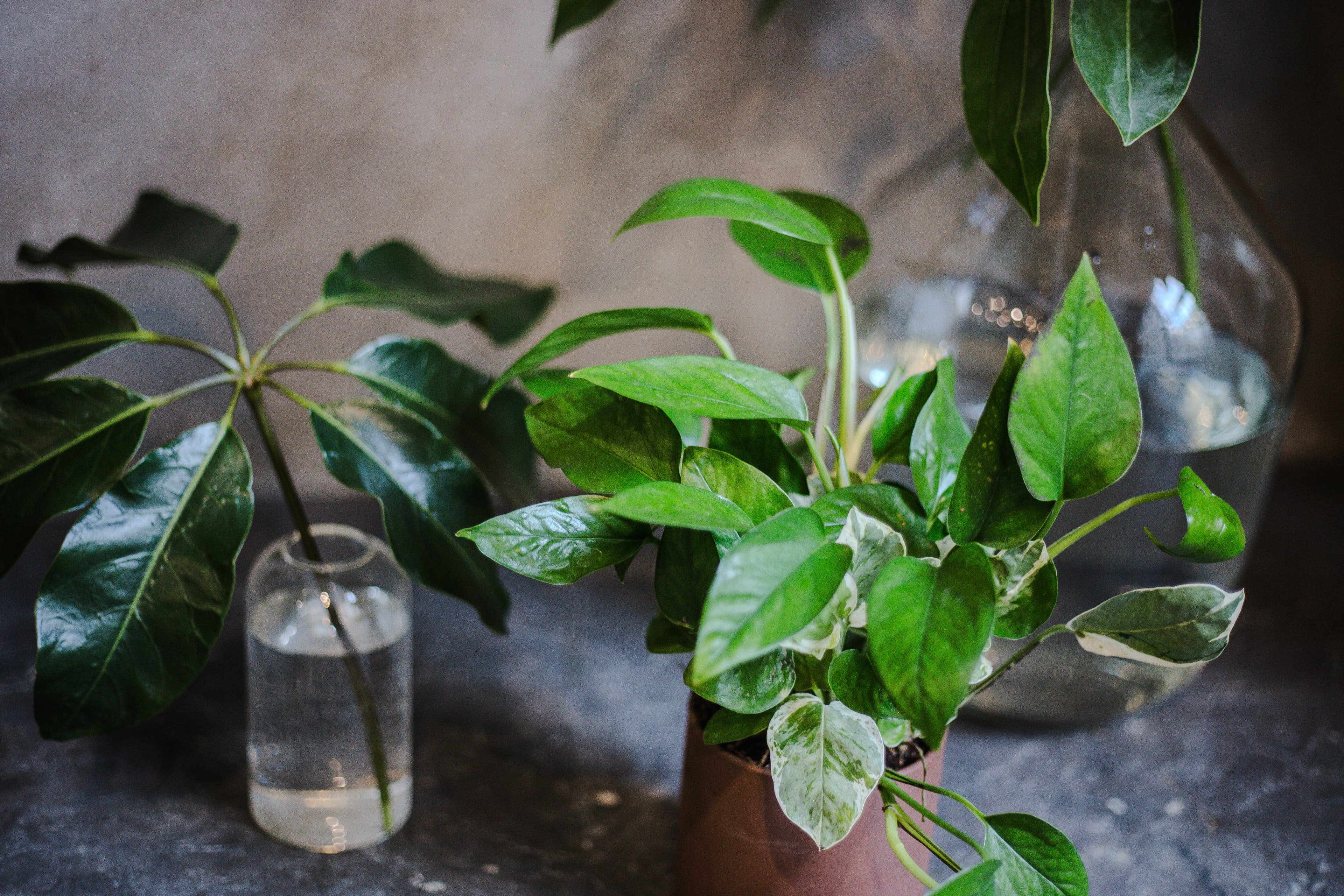 Tabletop plant styling by The Plant Library.