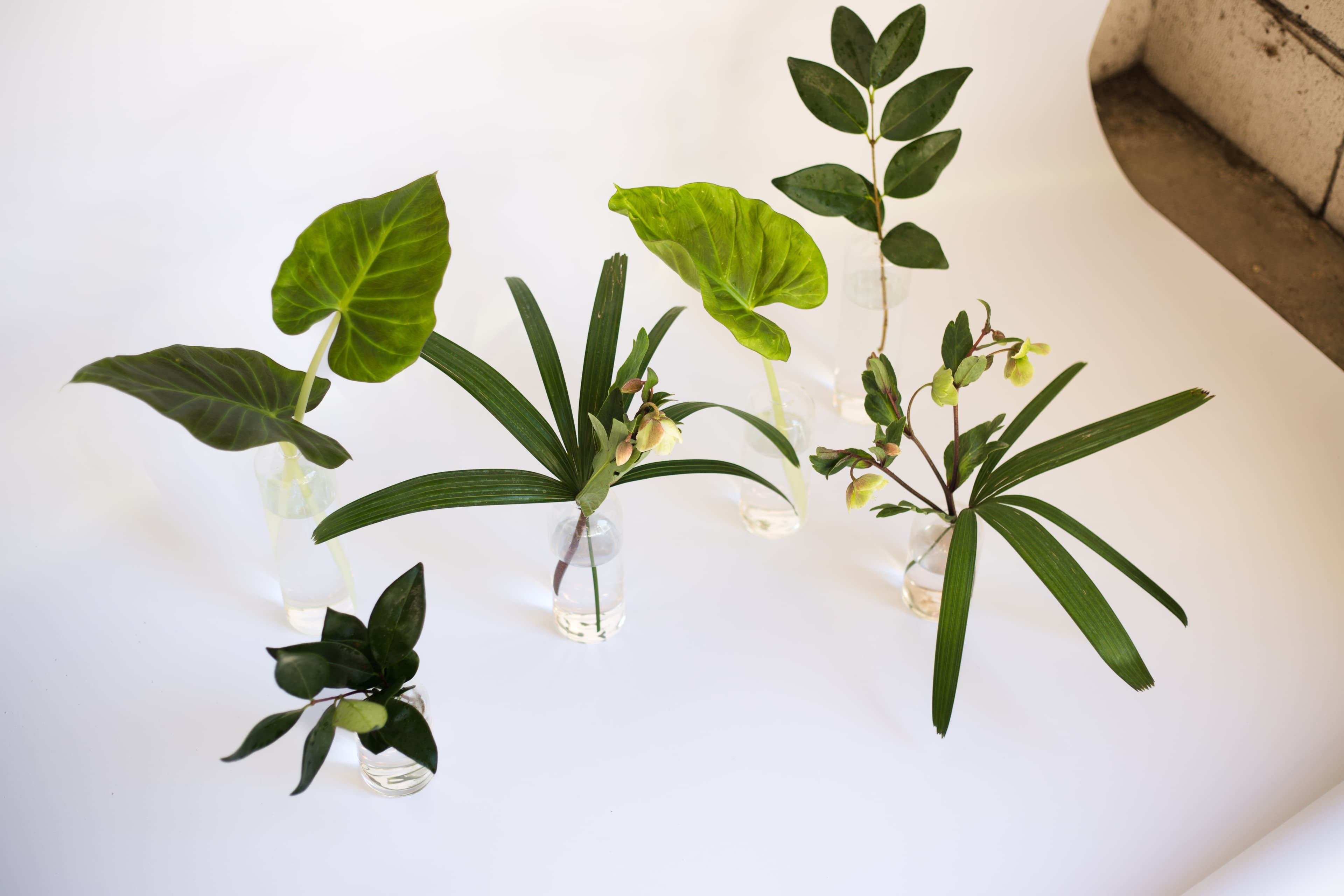Tabletop plant styling by The Plant Library.
