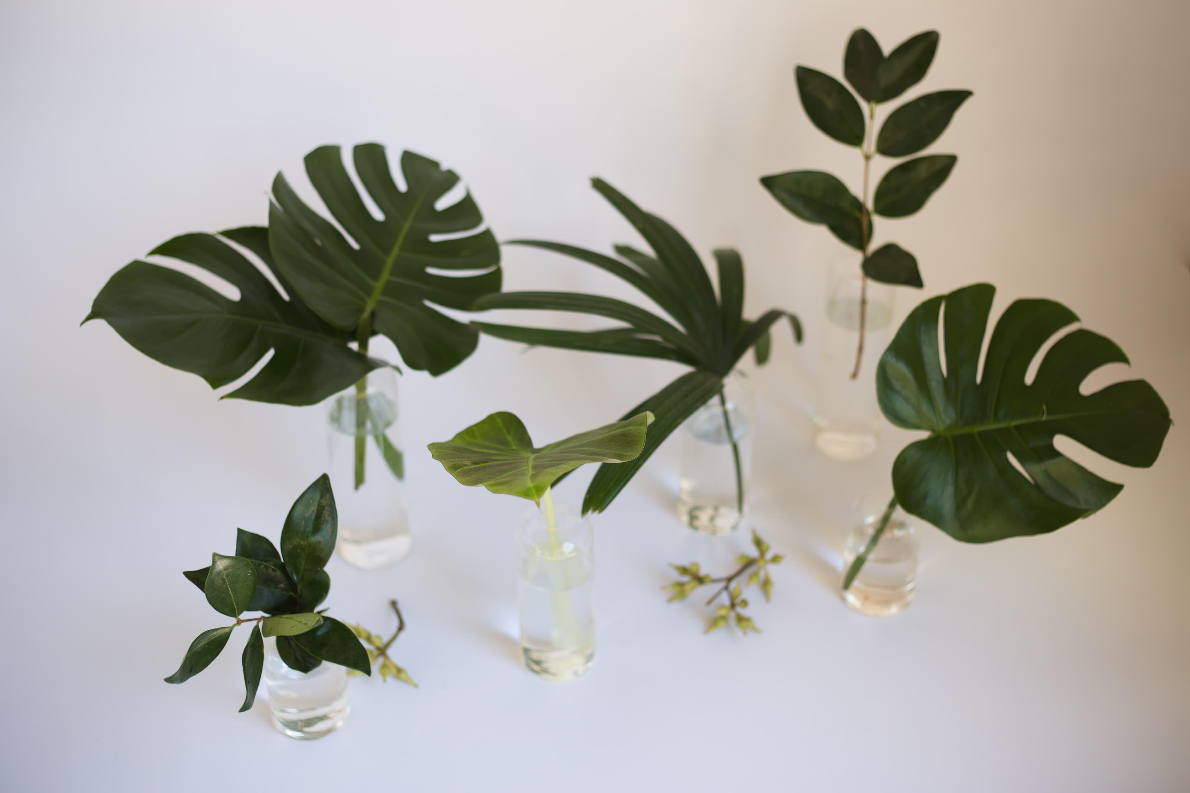 Tabletop plant styling by The Plant Library.