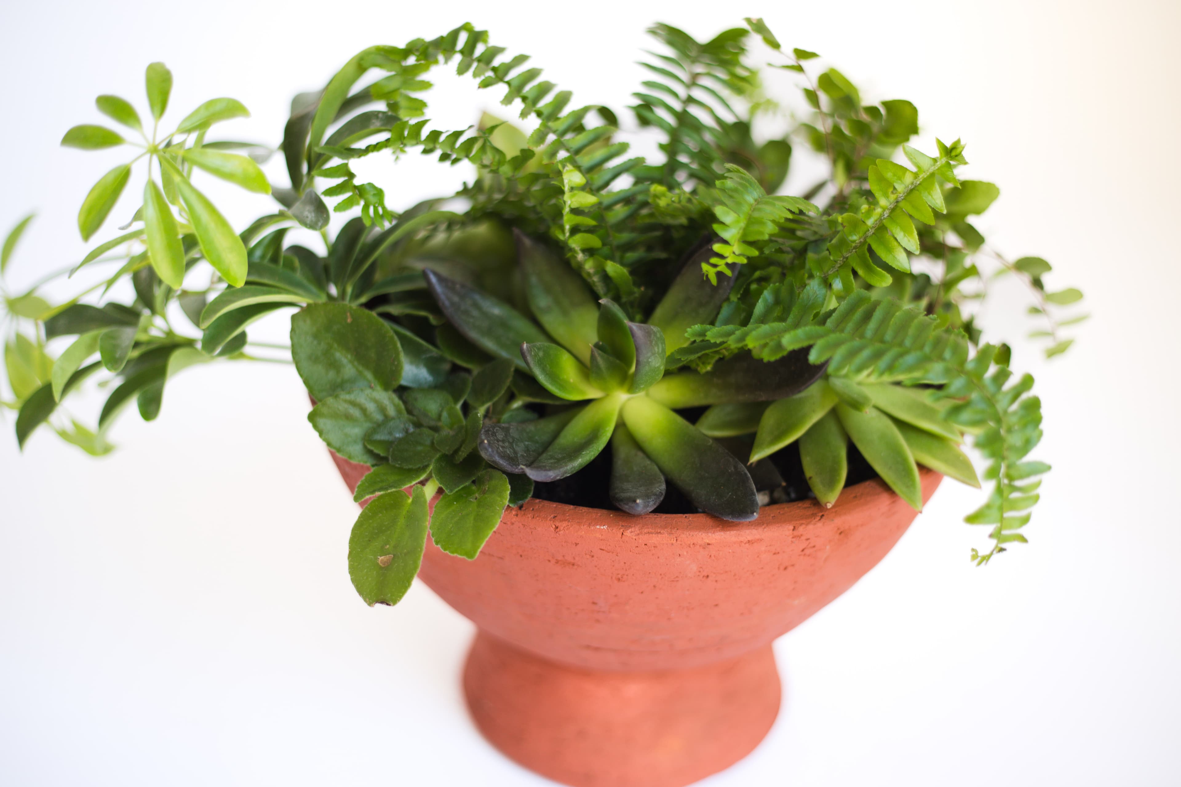 Tabletop plant styling by The Plant Library.