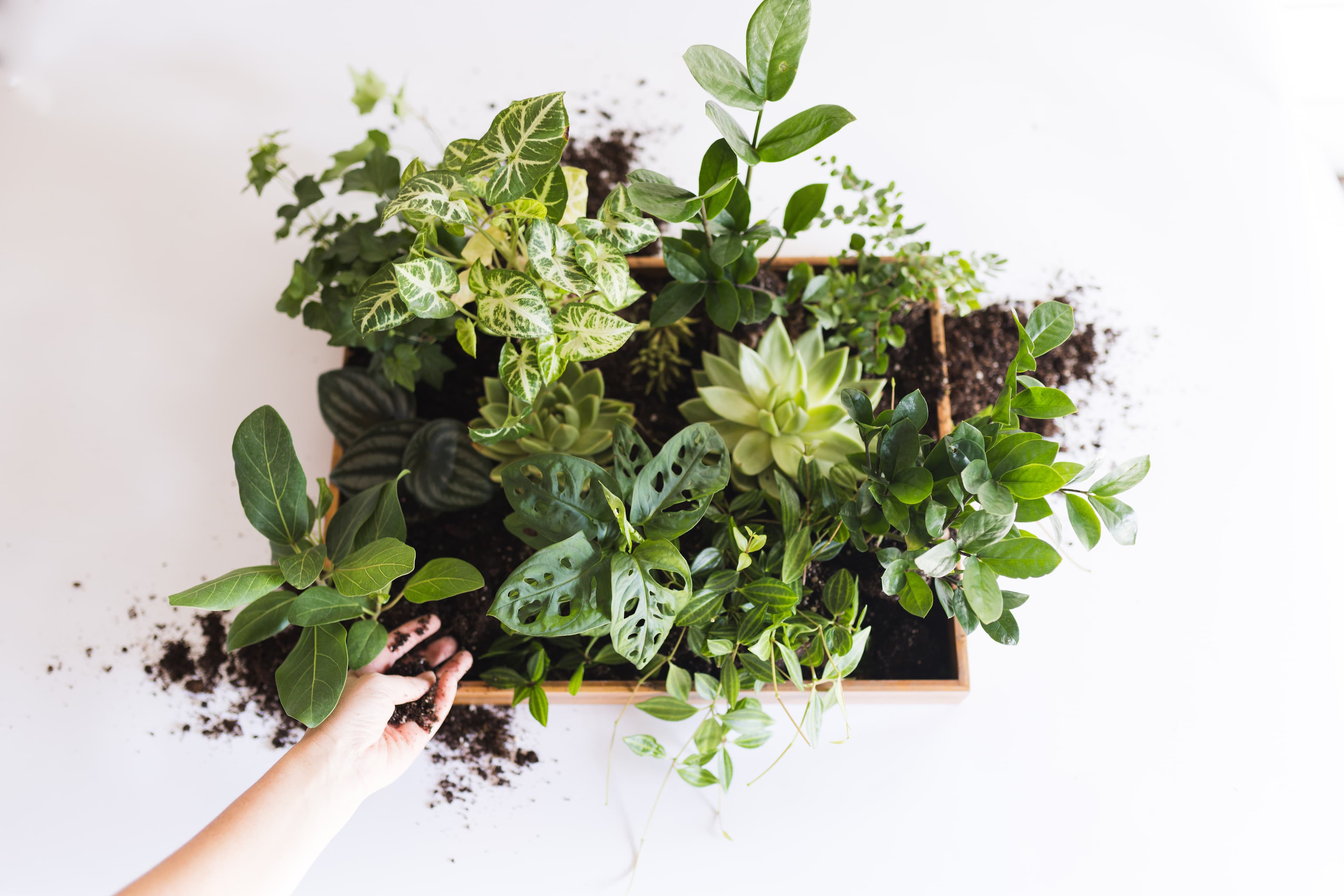 Tabletop plant styling by The Plant Library.