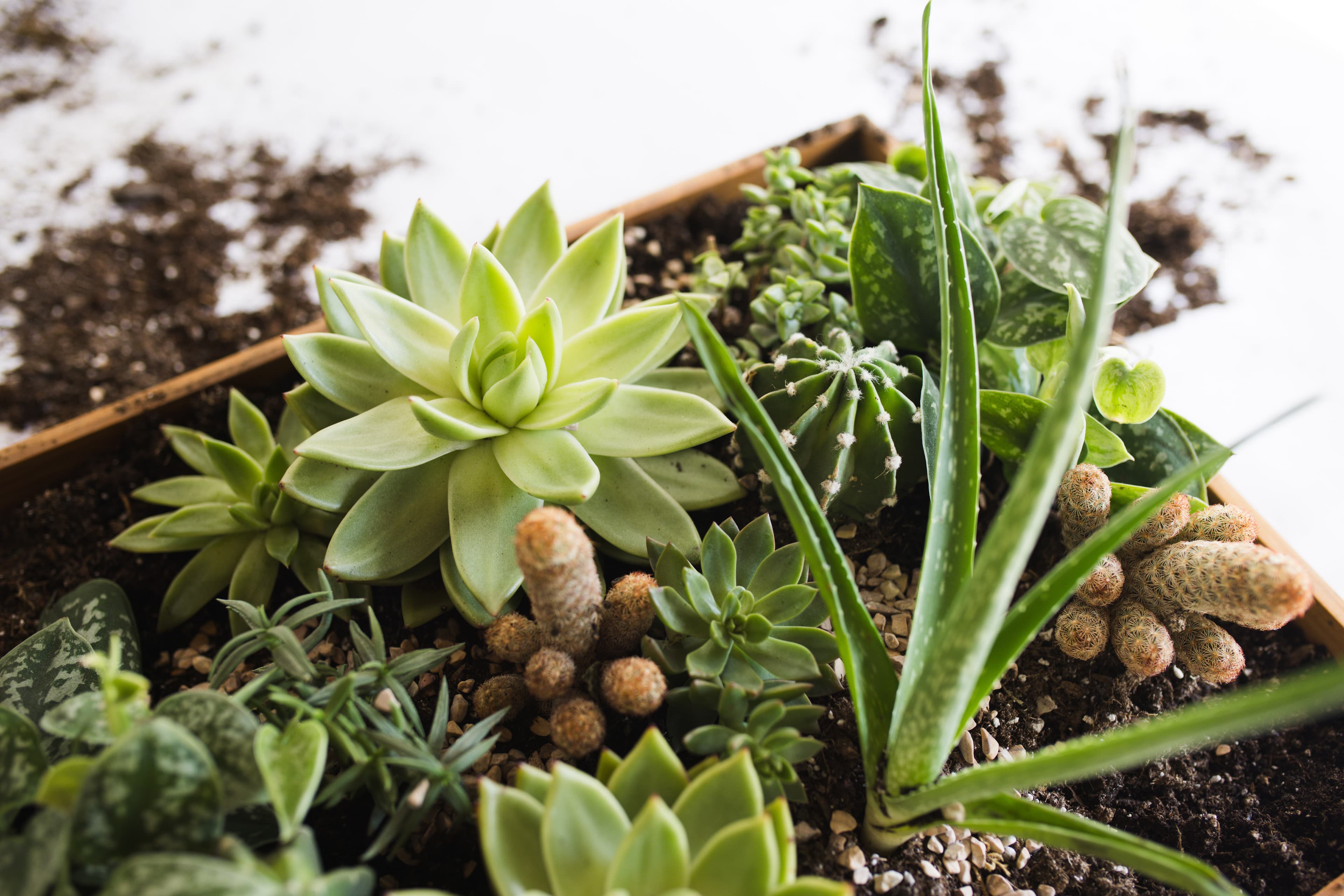 Tabletop plant styling by The Plant Library.
