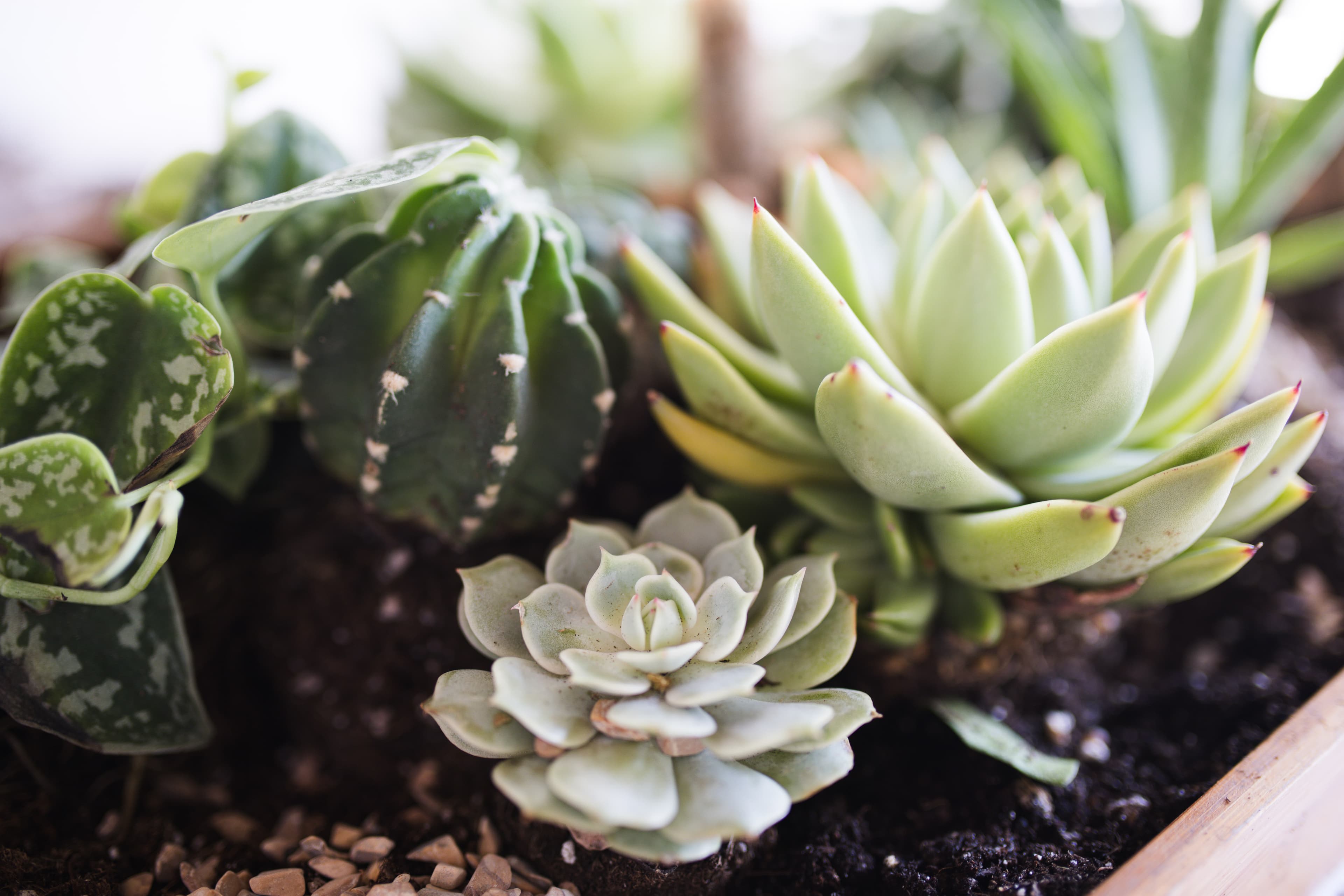 Tabletop plant styling by The Plant Library.