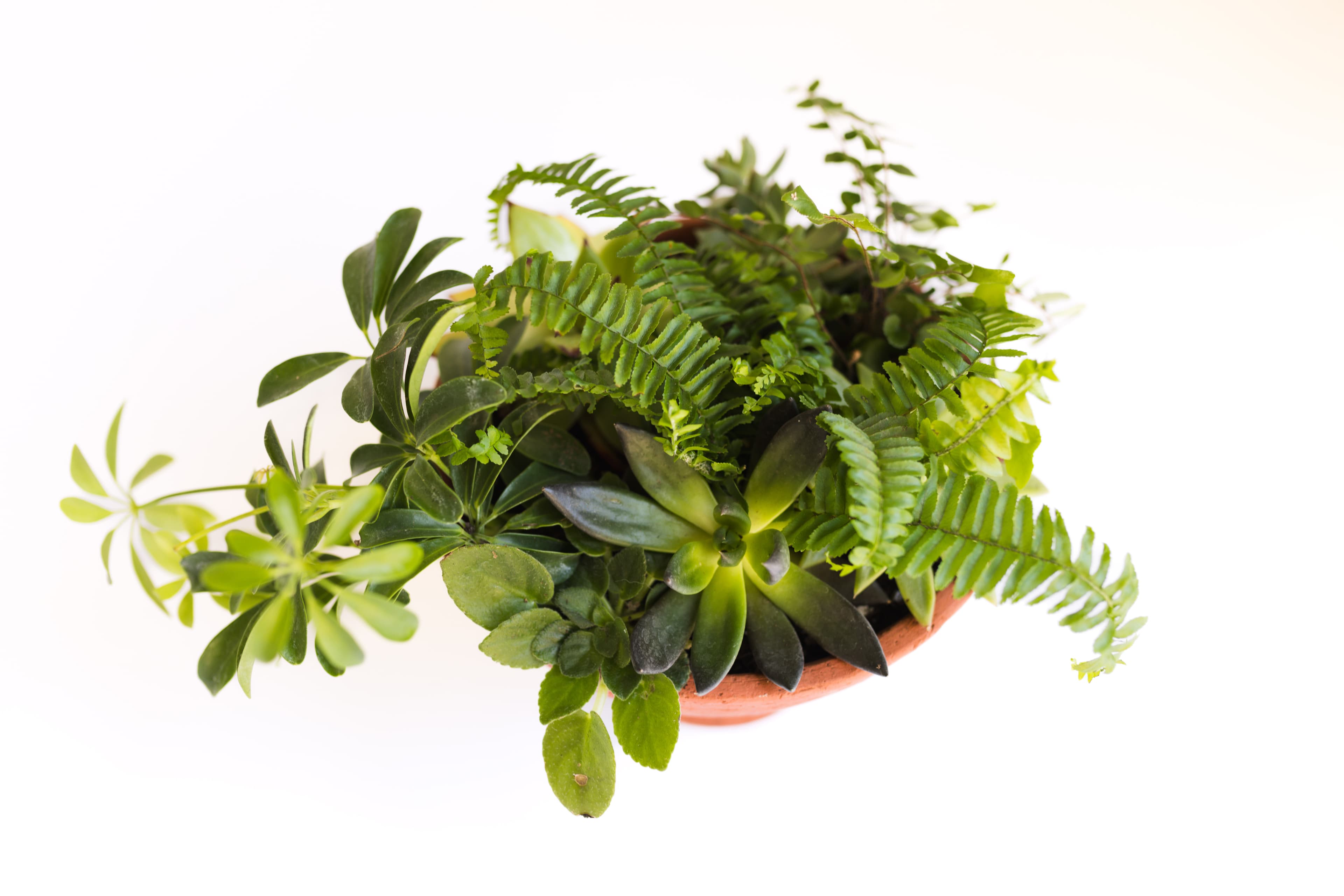 Tabletop plant styling by The Plant Library.