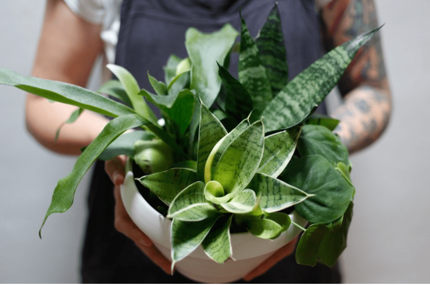 Tabletop plant styling by The Plant Library.